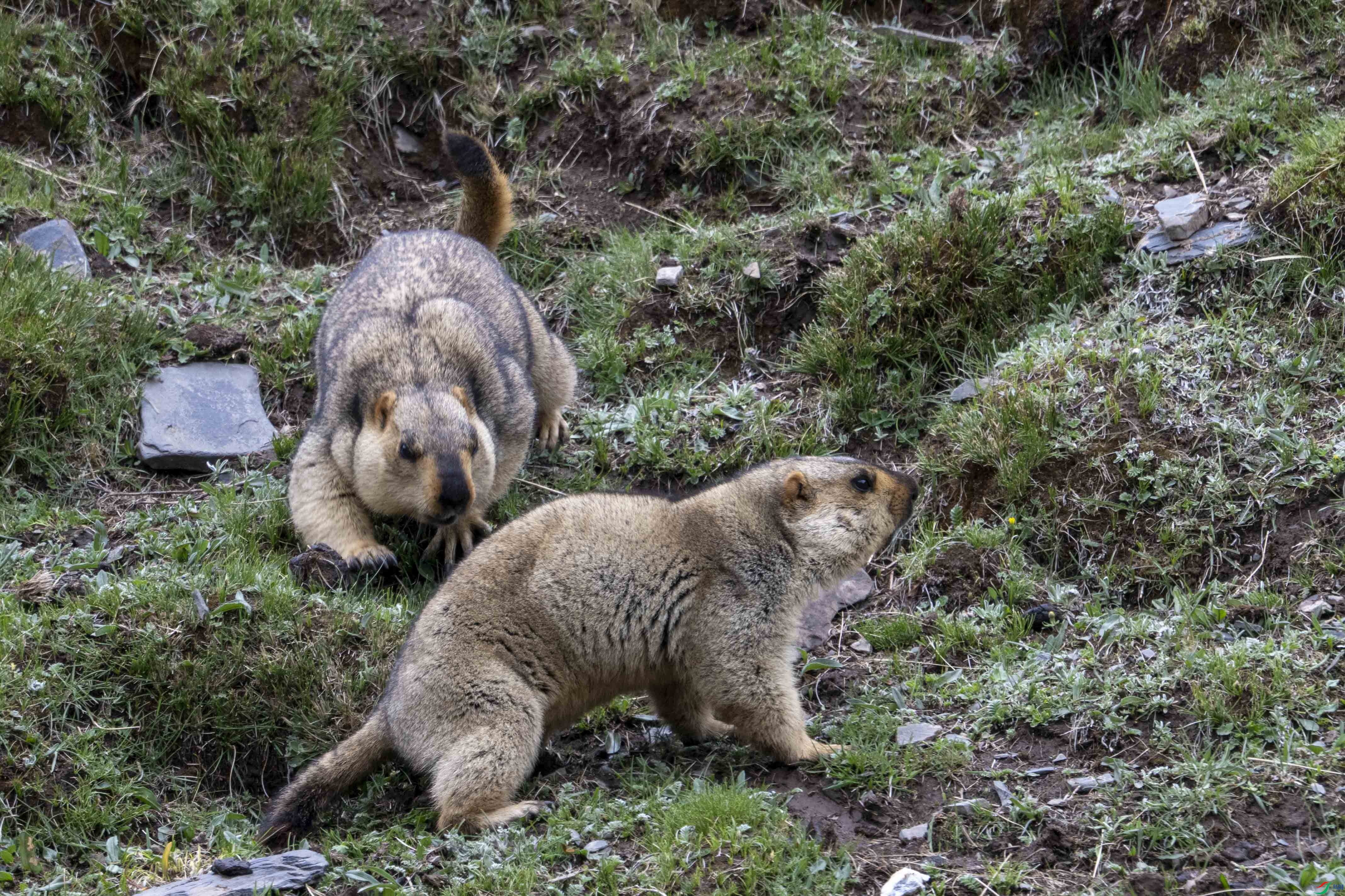 DSC_7614_1.JPG