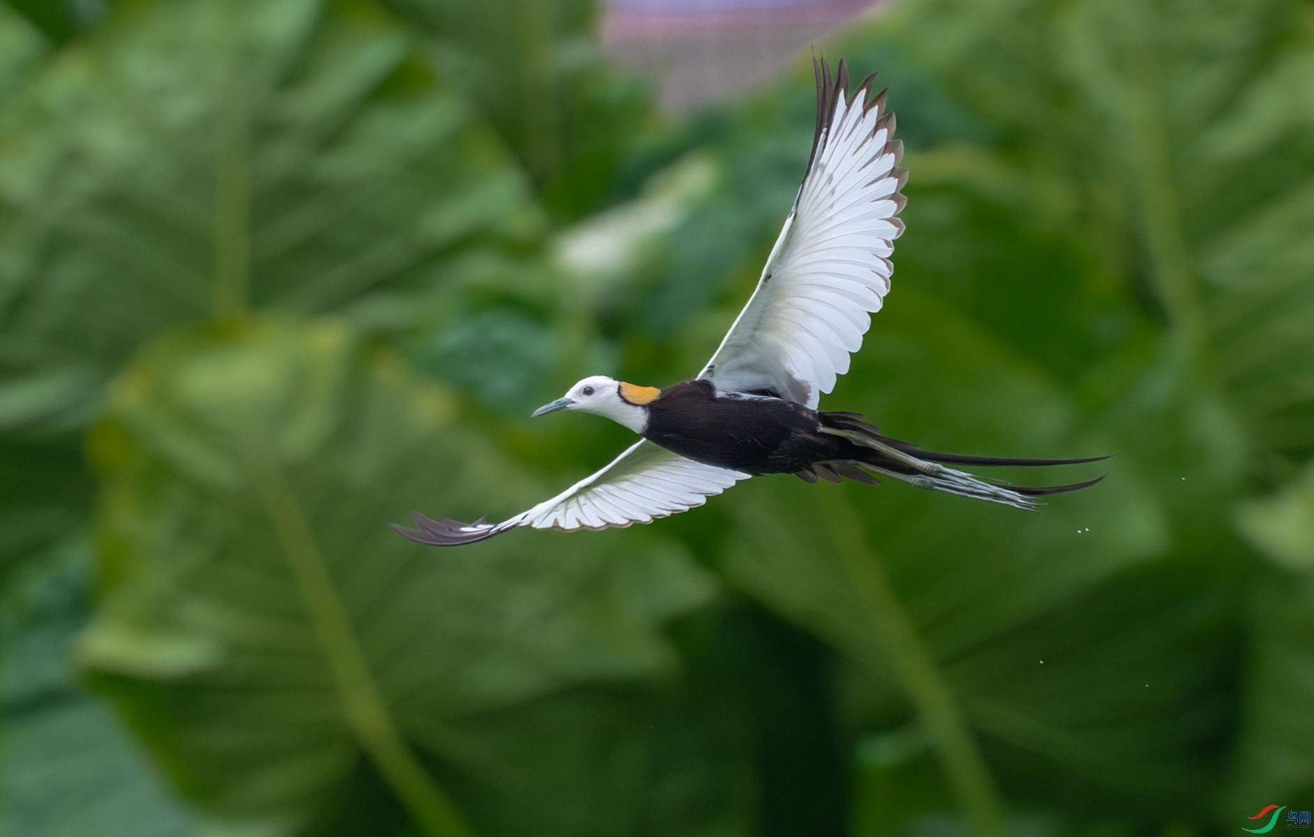 DSC_6696_����.jpg
