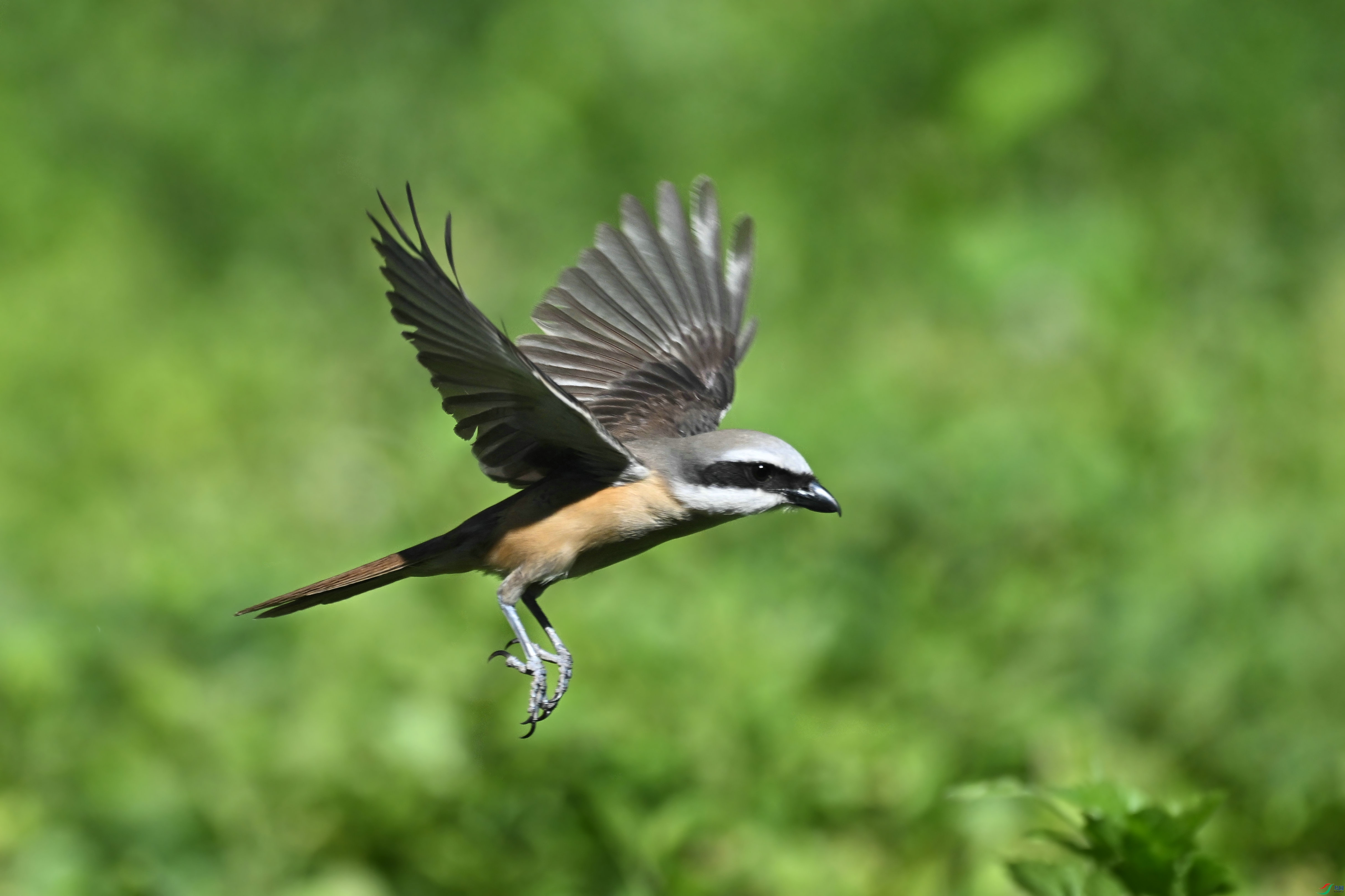DSC_5173.JPG