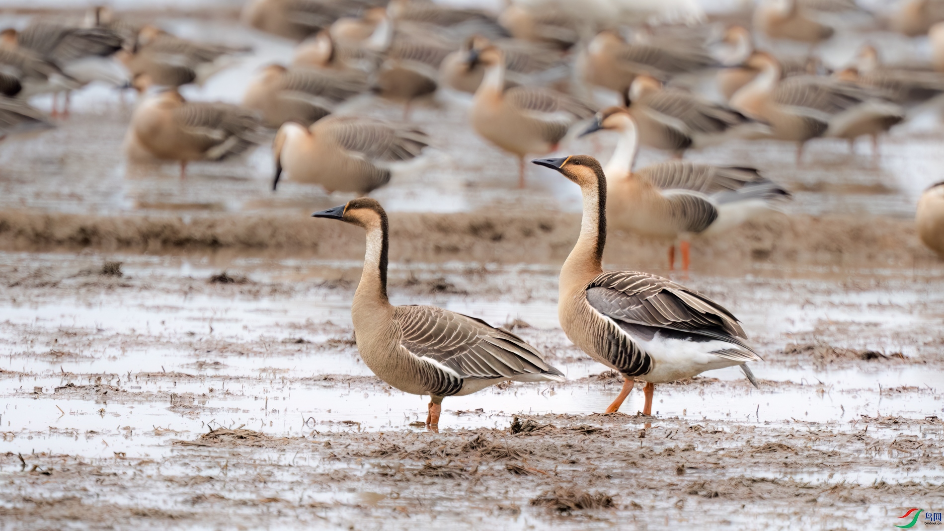 DSC_4051sen2026-2-27-262-�༭.jpg