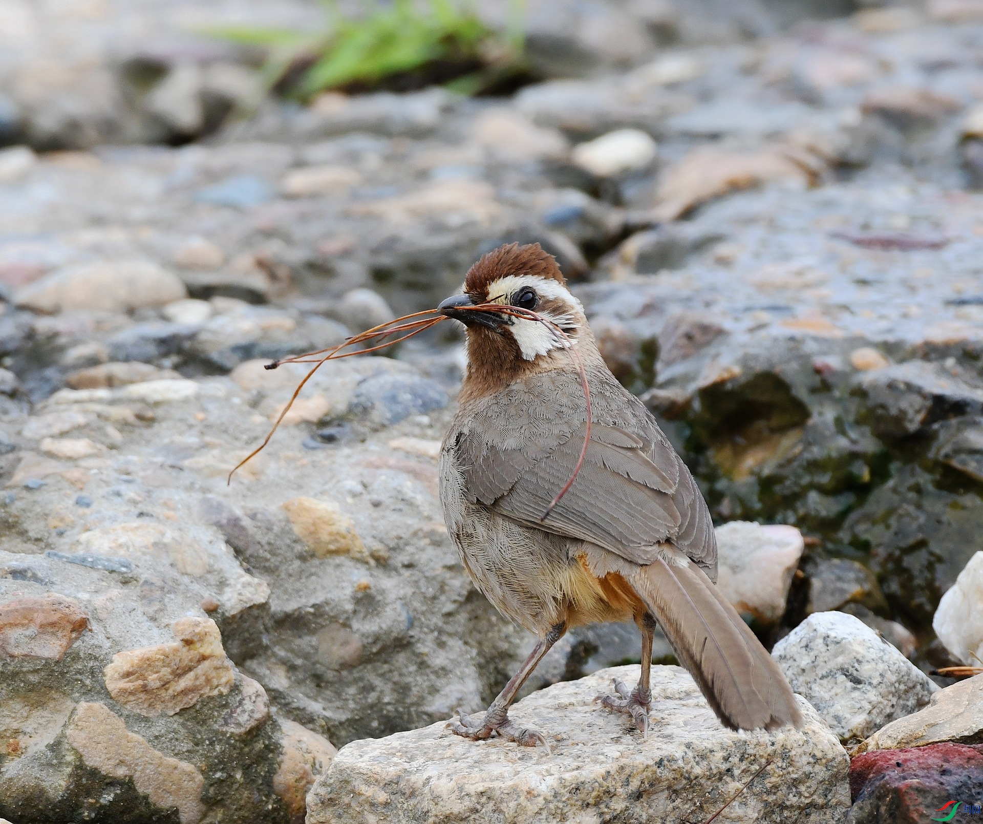 DSC_4162.jpg