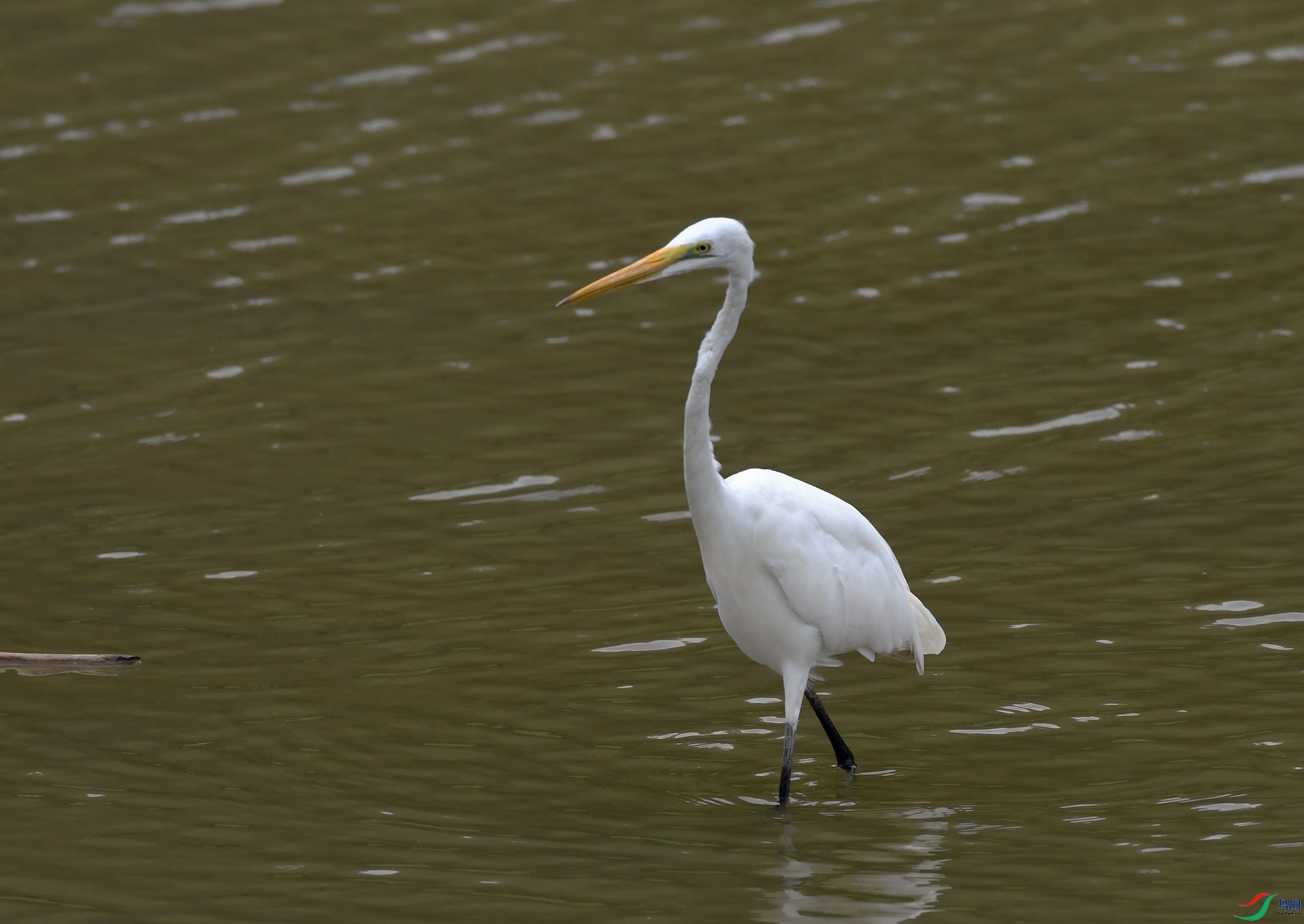 DSC_4917.jpg
