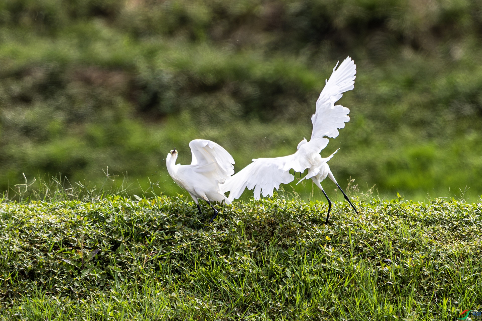 1I9A4767-1ab.jpg