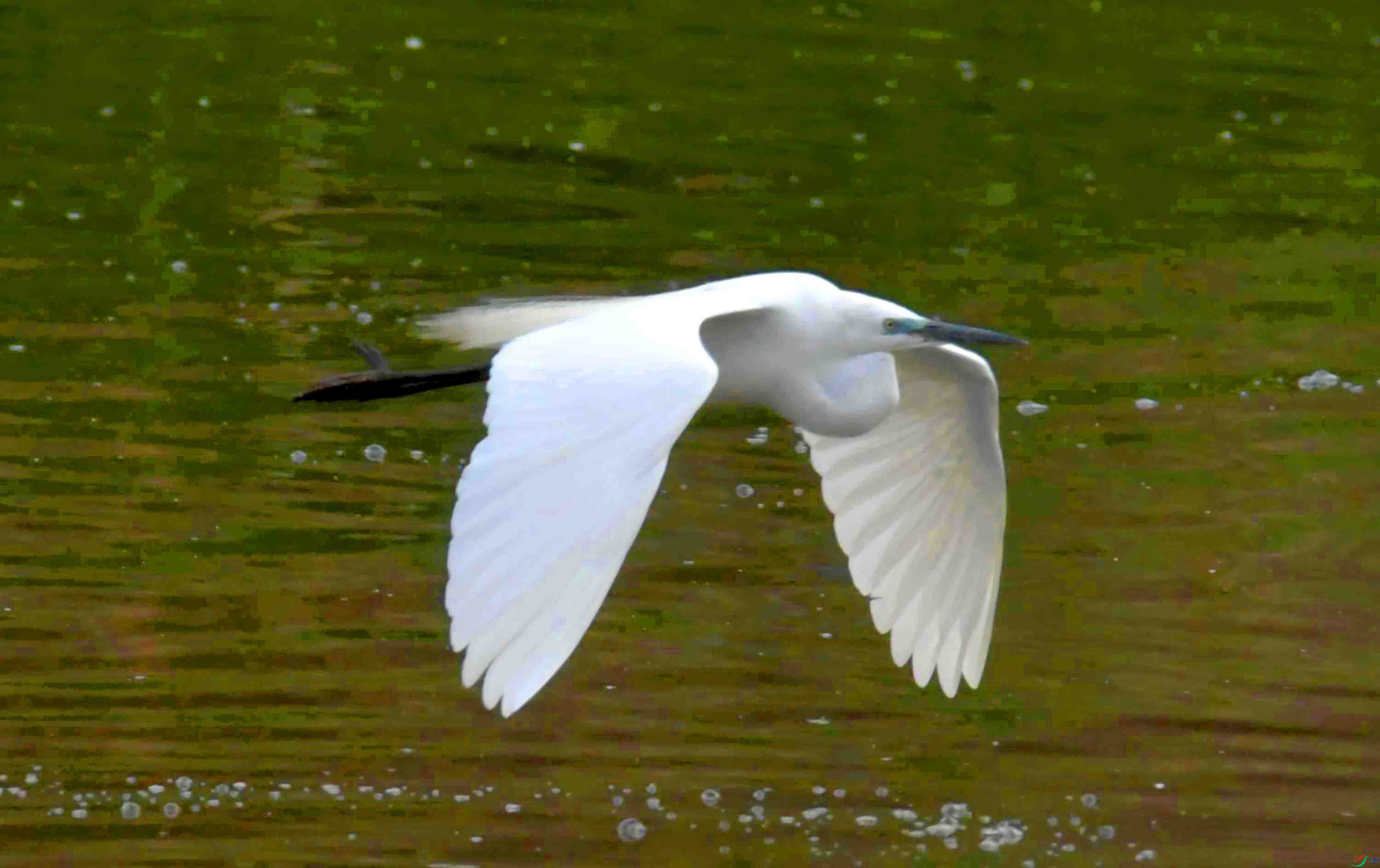 DSC_7994.JPG