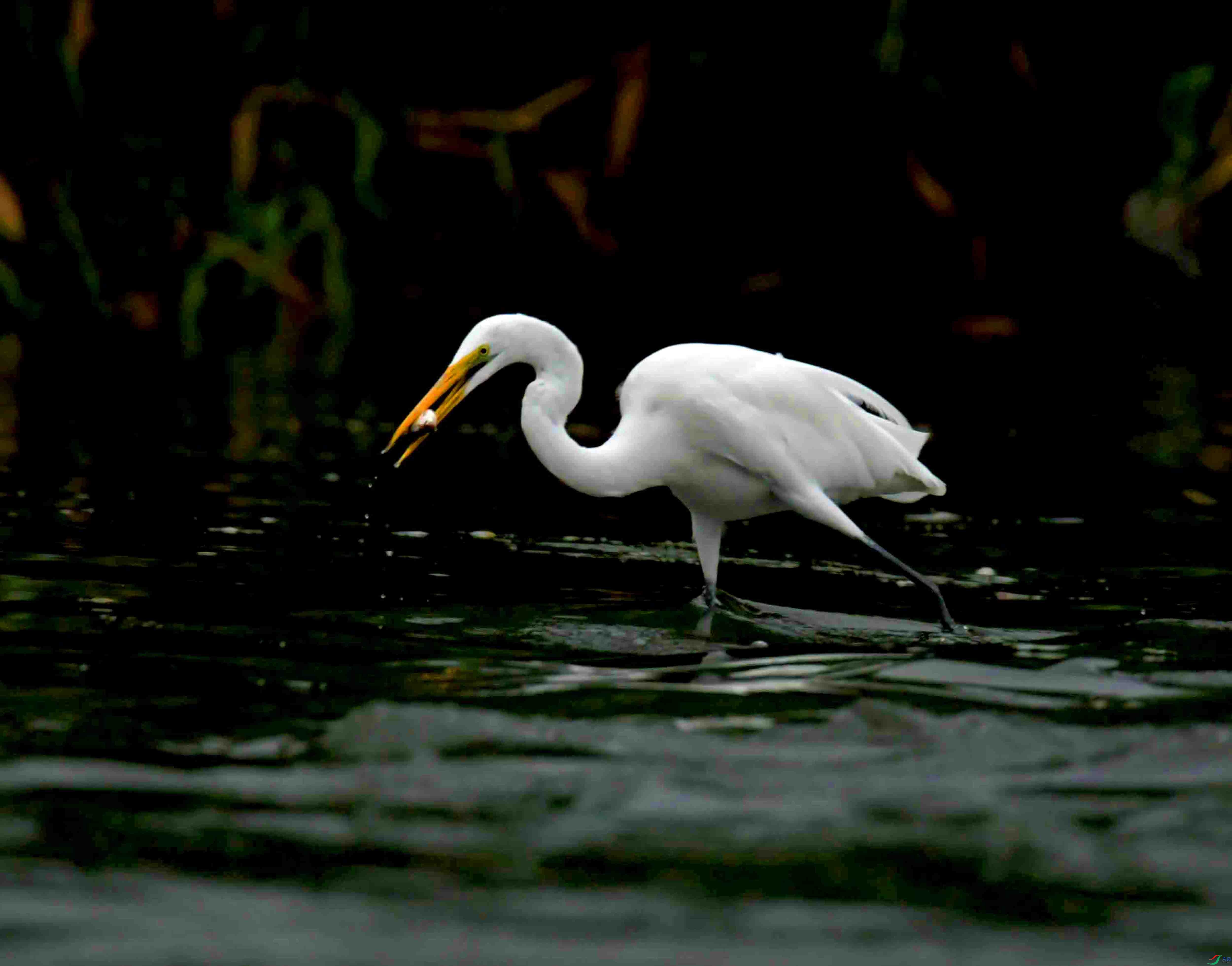 DSC_8057.JPG