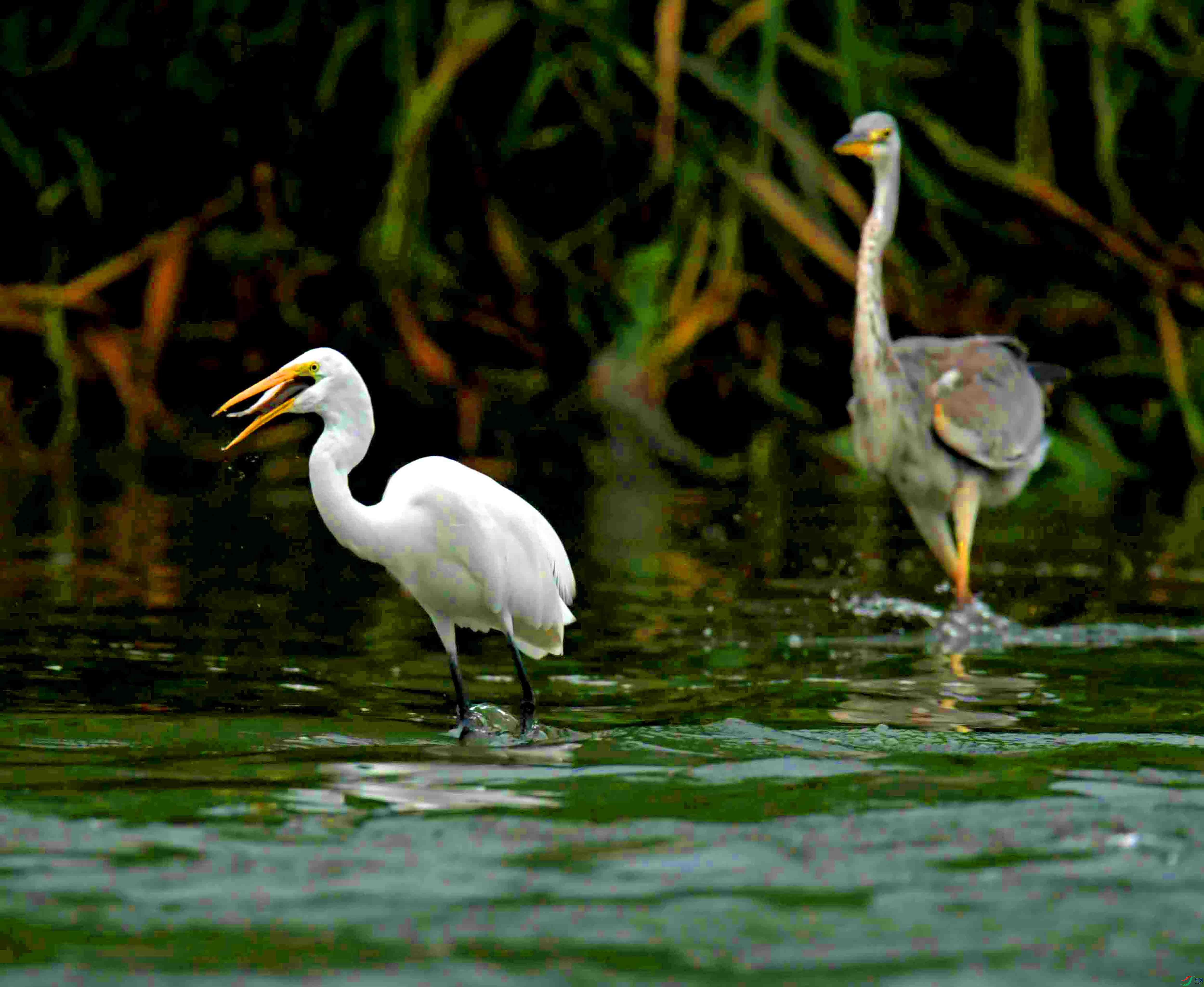 DSC_8065.JPG