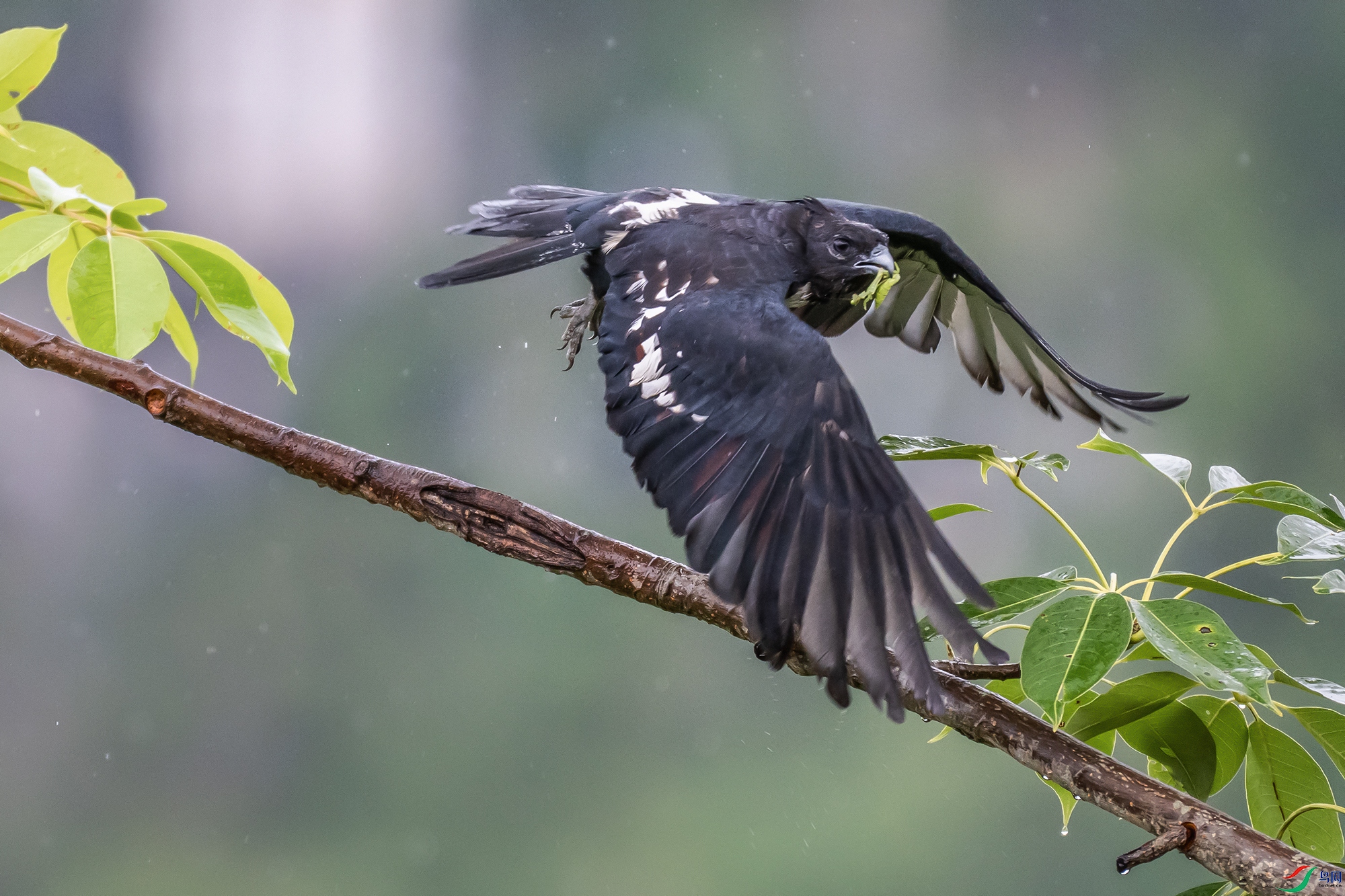 DSC_5033-1a.jpg