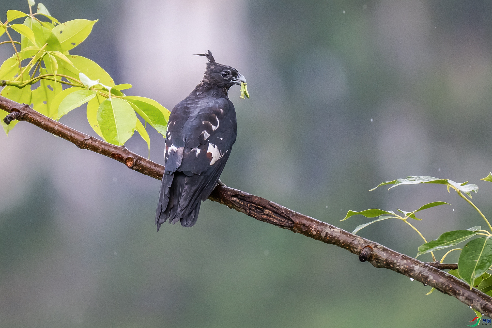 DSC_5028-1a.jpg