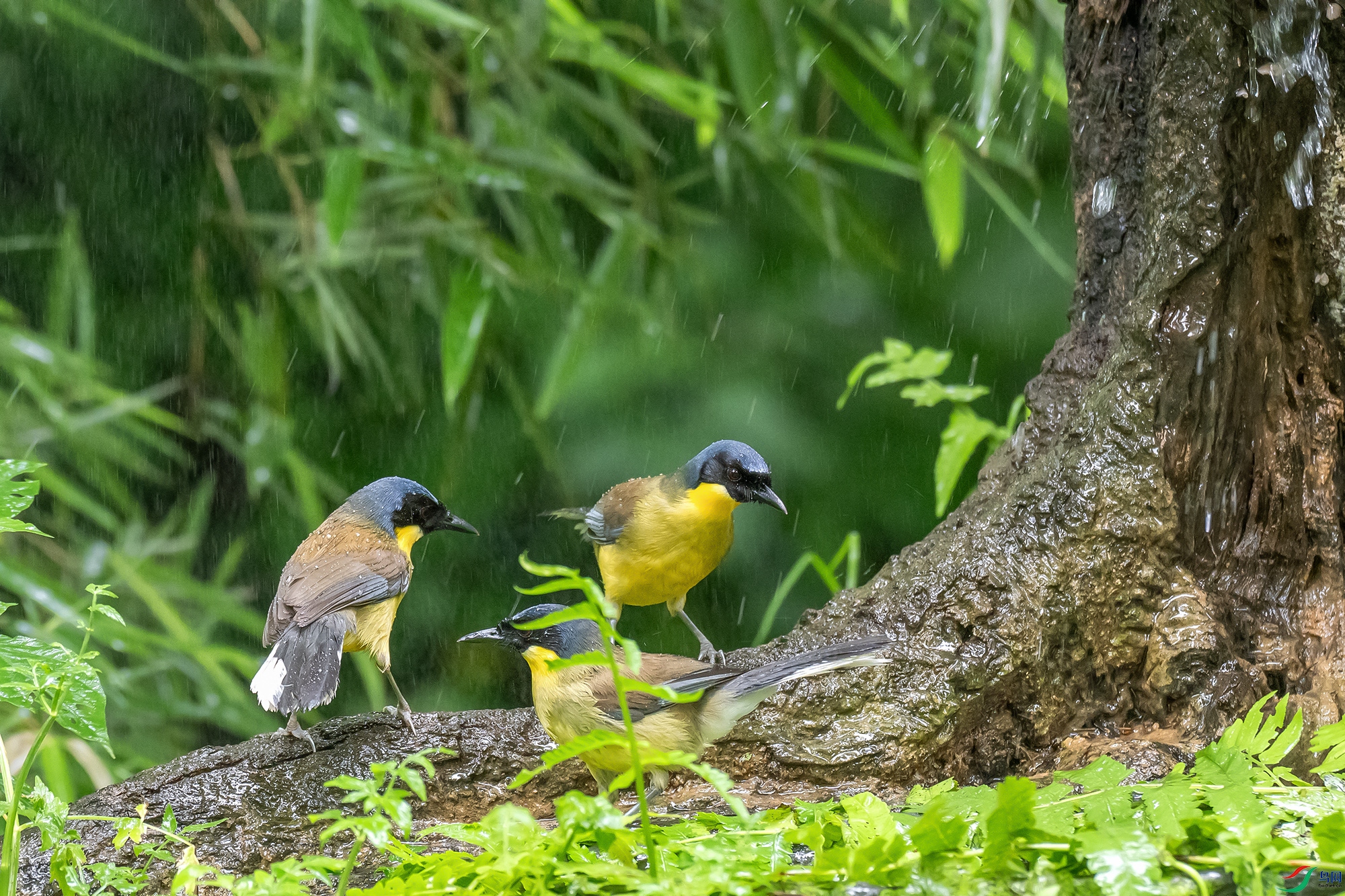 DSC_9438-1a.jpg