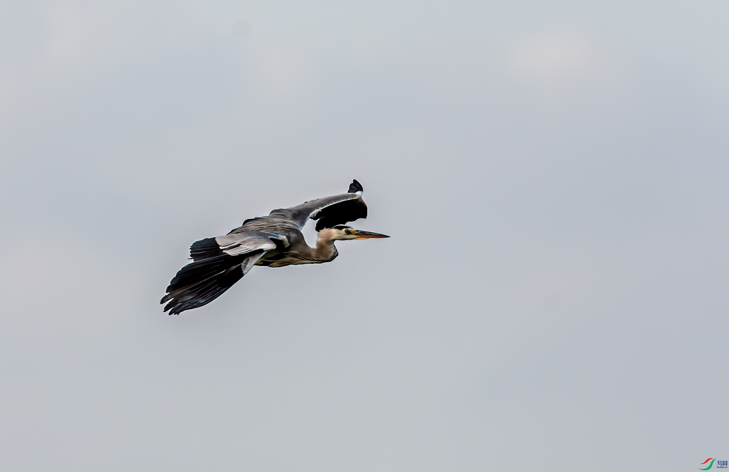 _DSC5890-11.jpg