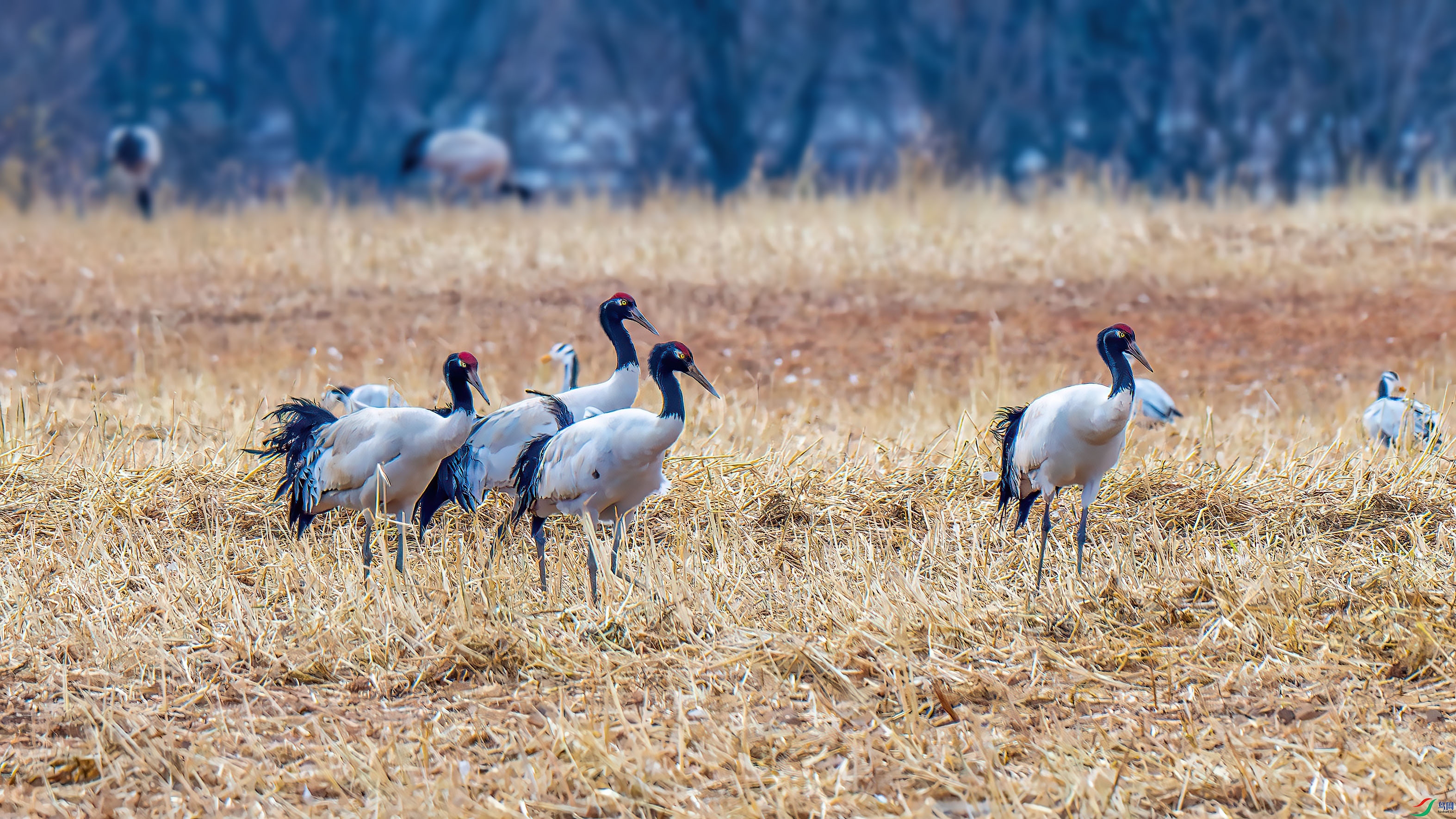 DSC_3495-����ǿ-NR.jpg