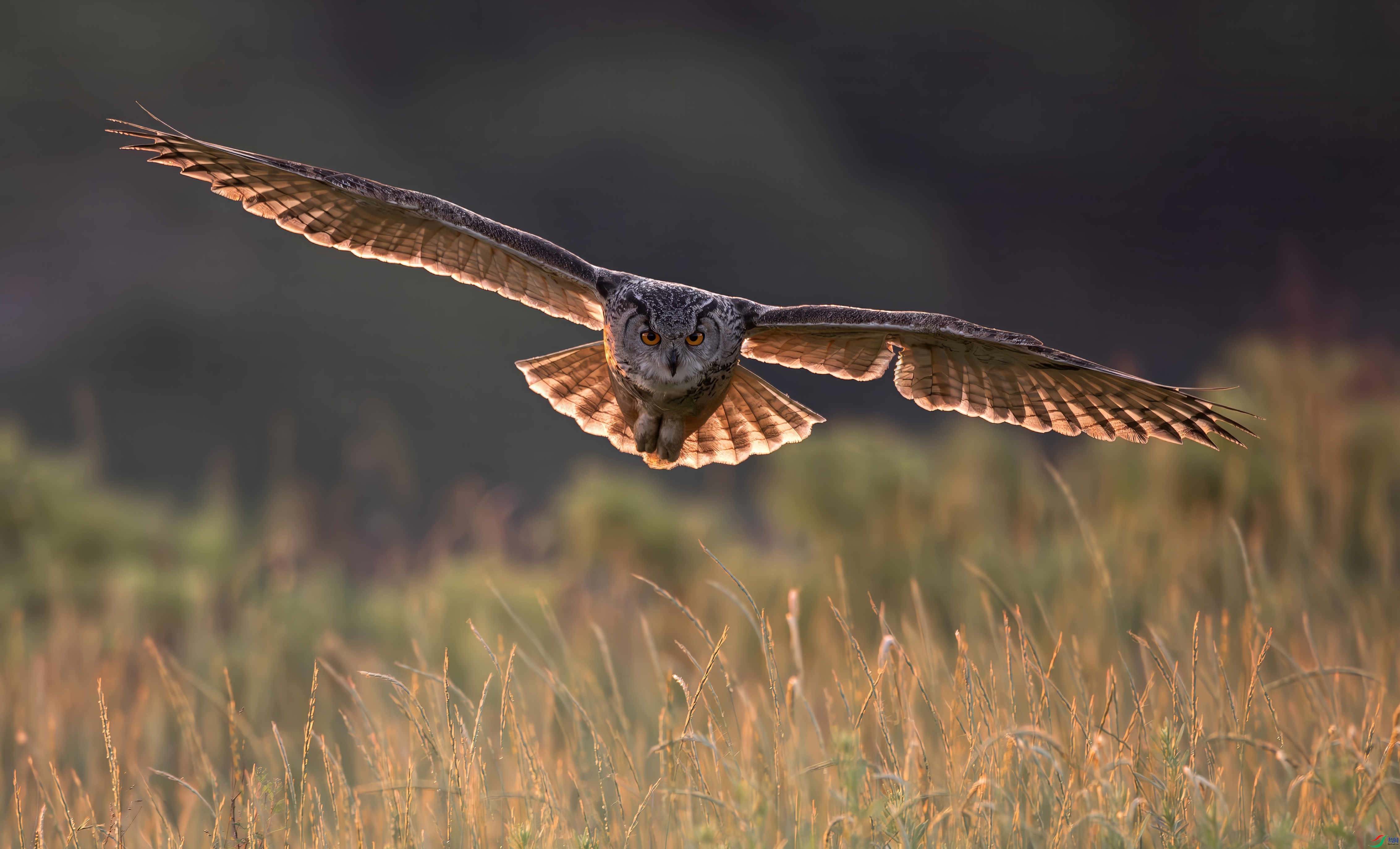 0L0A6596-topaz-denoise.jpeg
