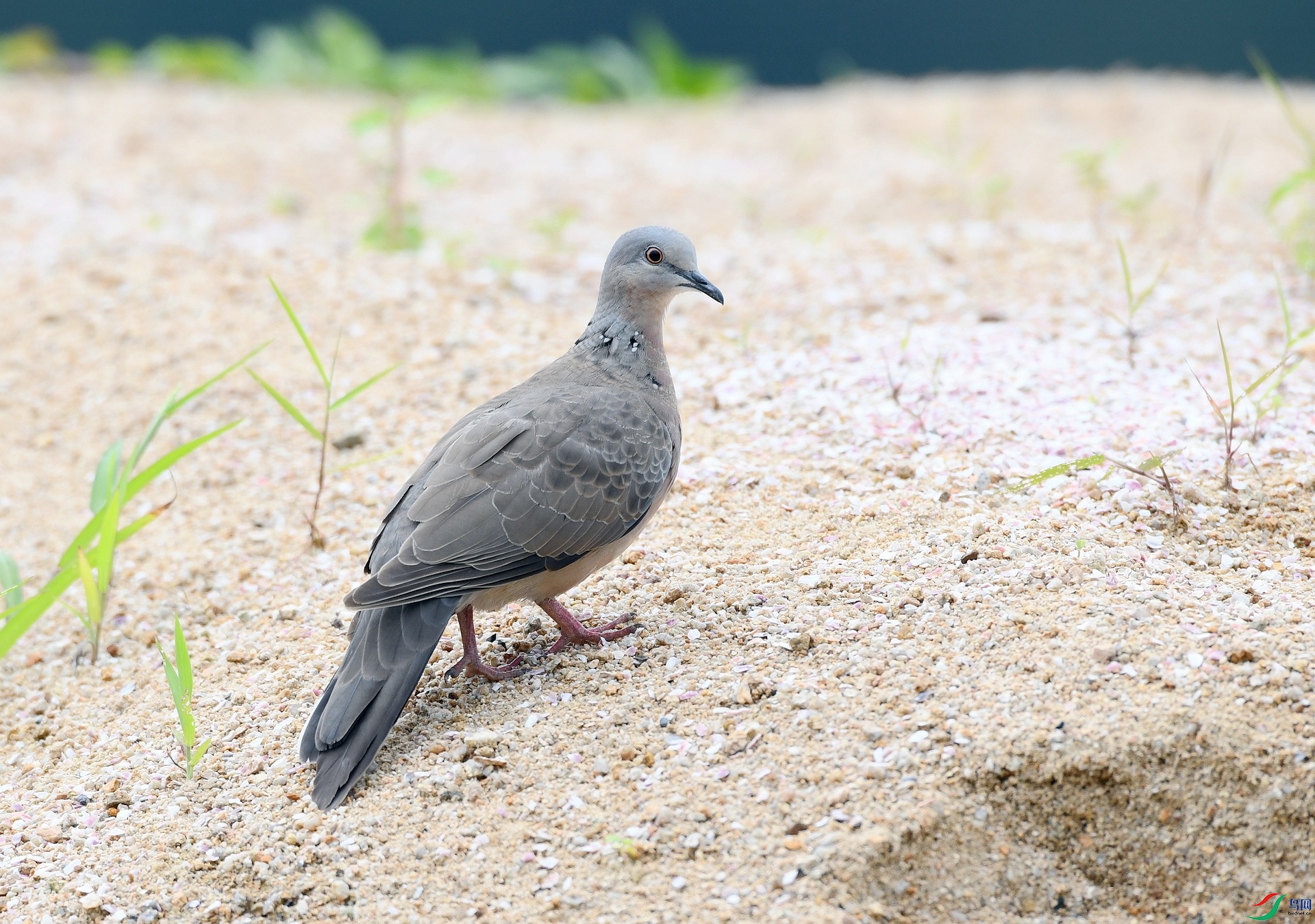 DSC_5254.jpg