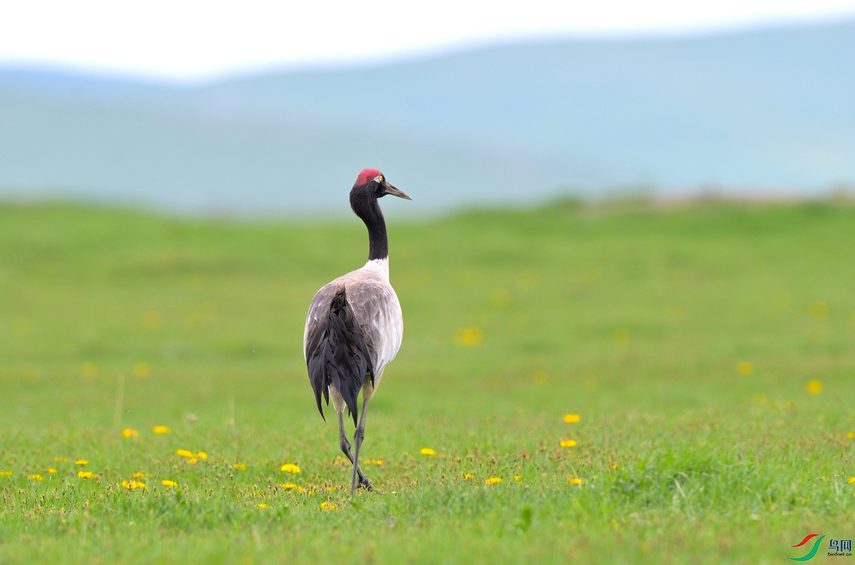 0DS_1752_20180DS_1752.JPG