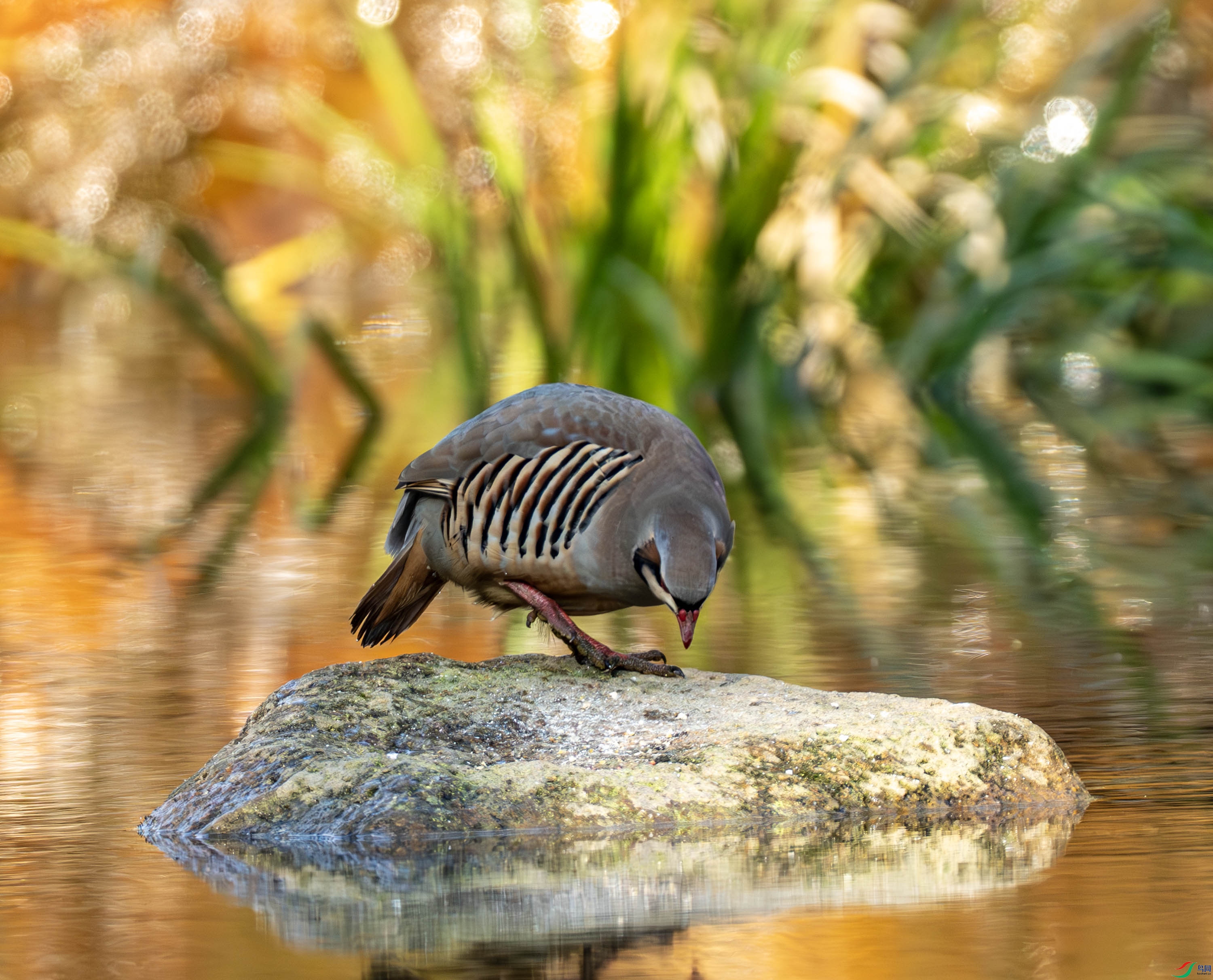 ʯ��-02-9.jpg