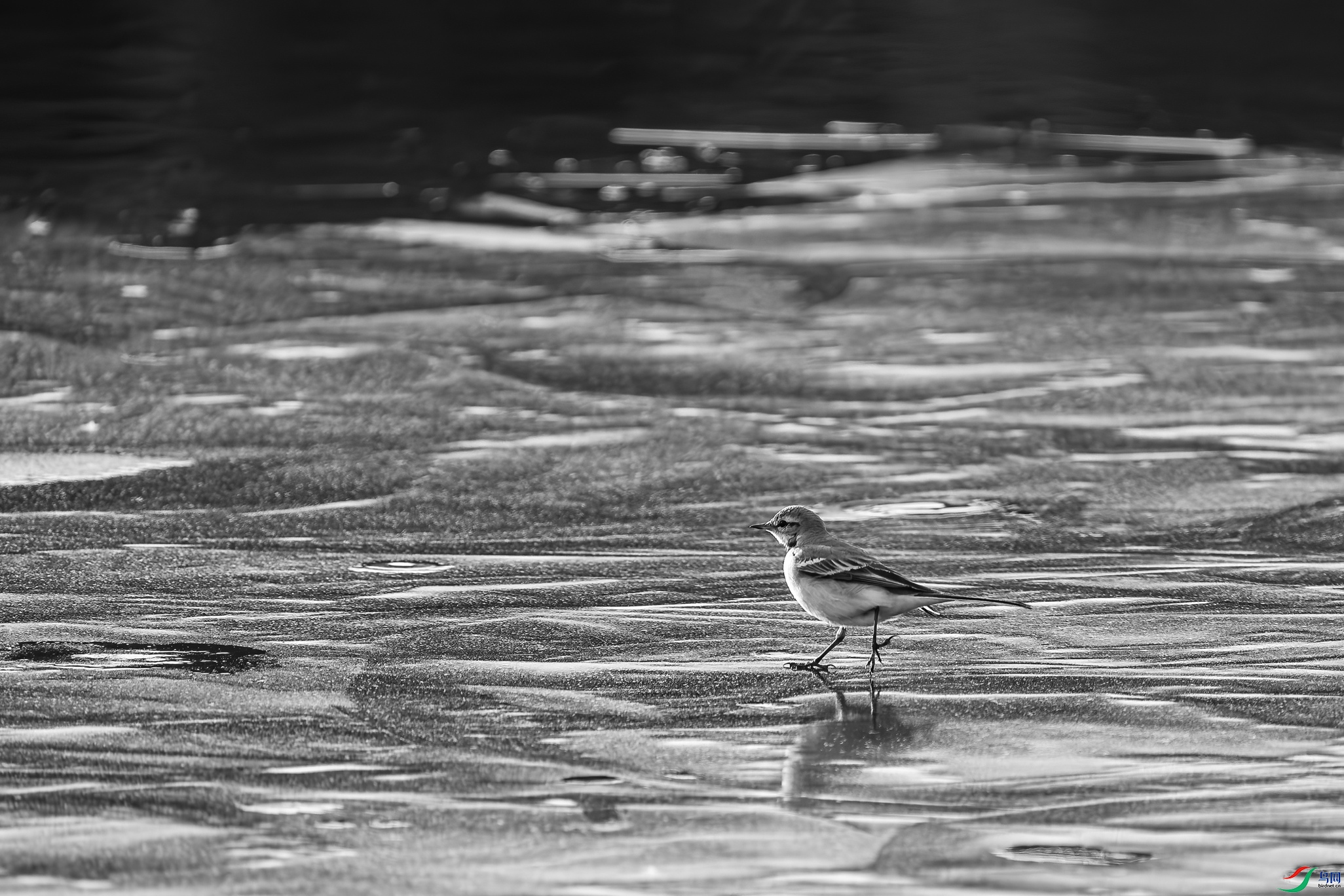 DSC00917a_����.jpg