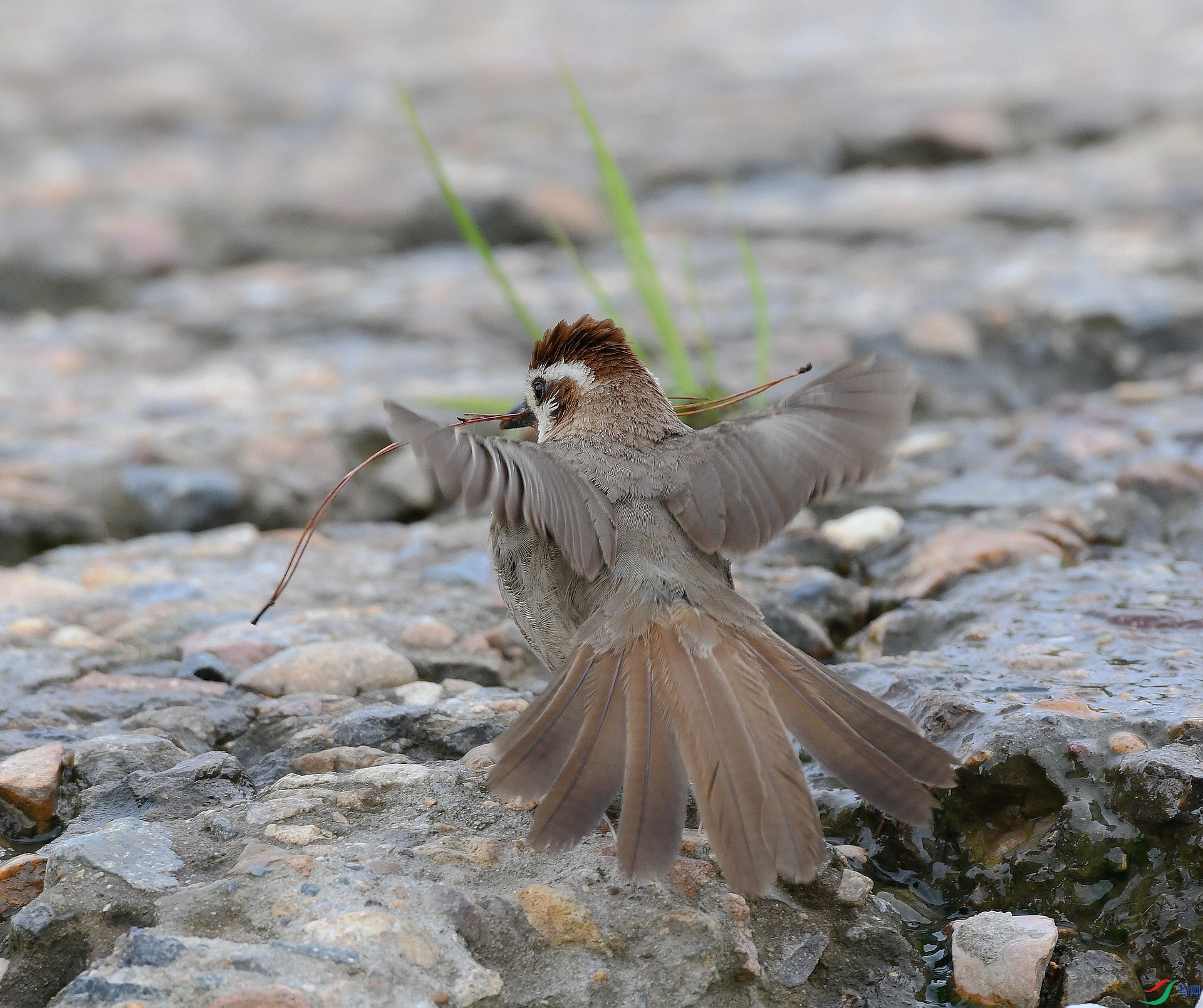 DSC_4167.jpg