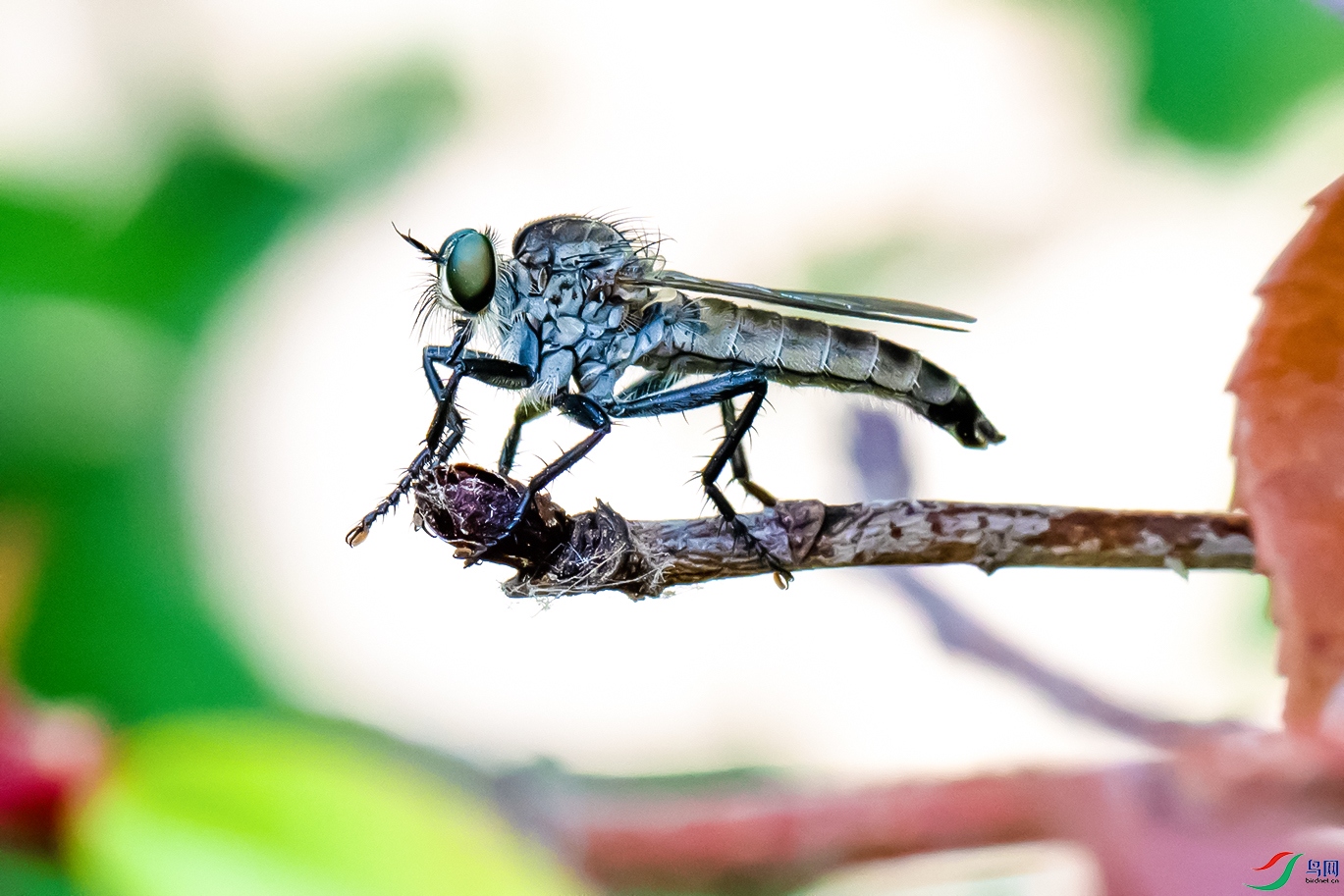 DSC_8667--.jpg