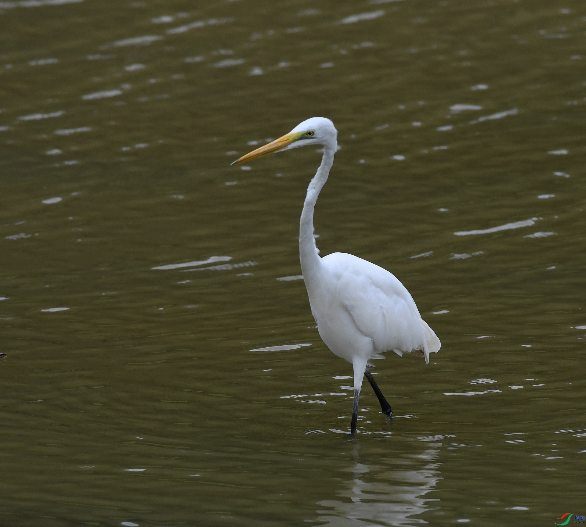 DSC_4917.jpg