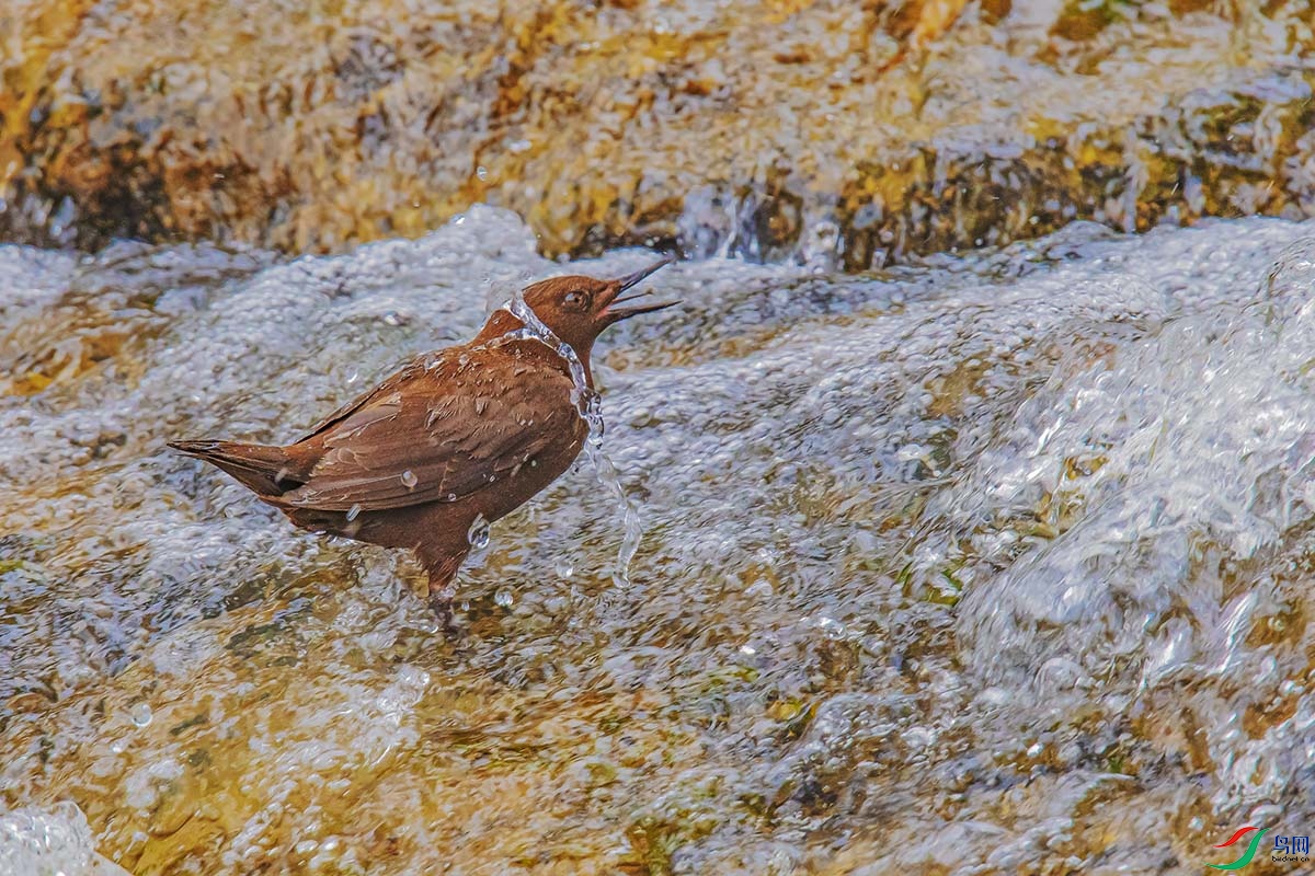 DSC_4214.jpg