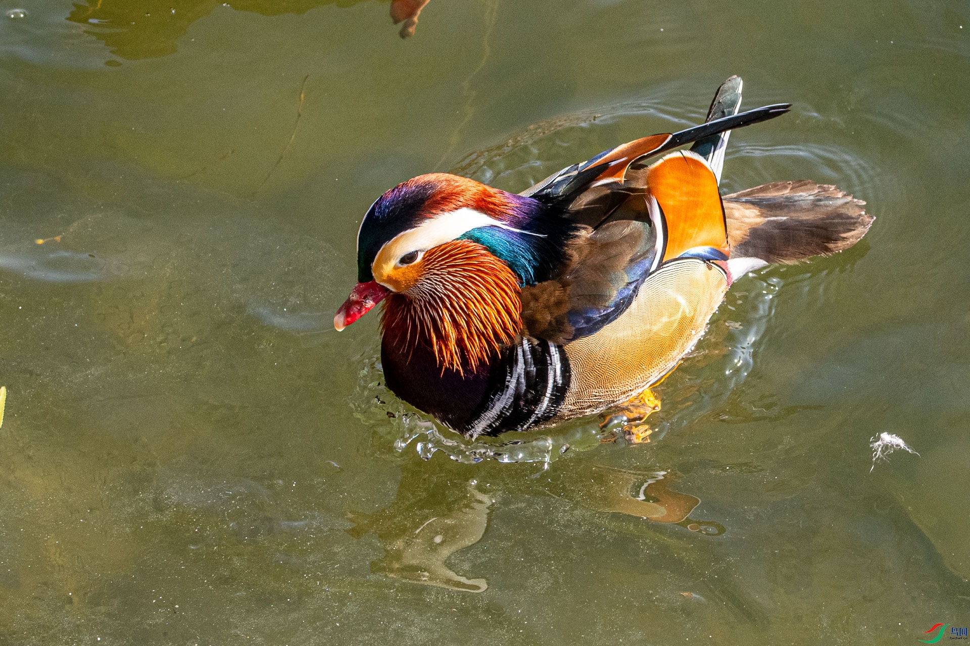 DSC_1957      .jpg