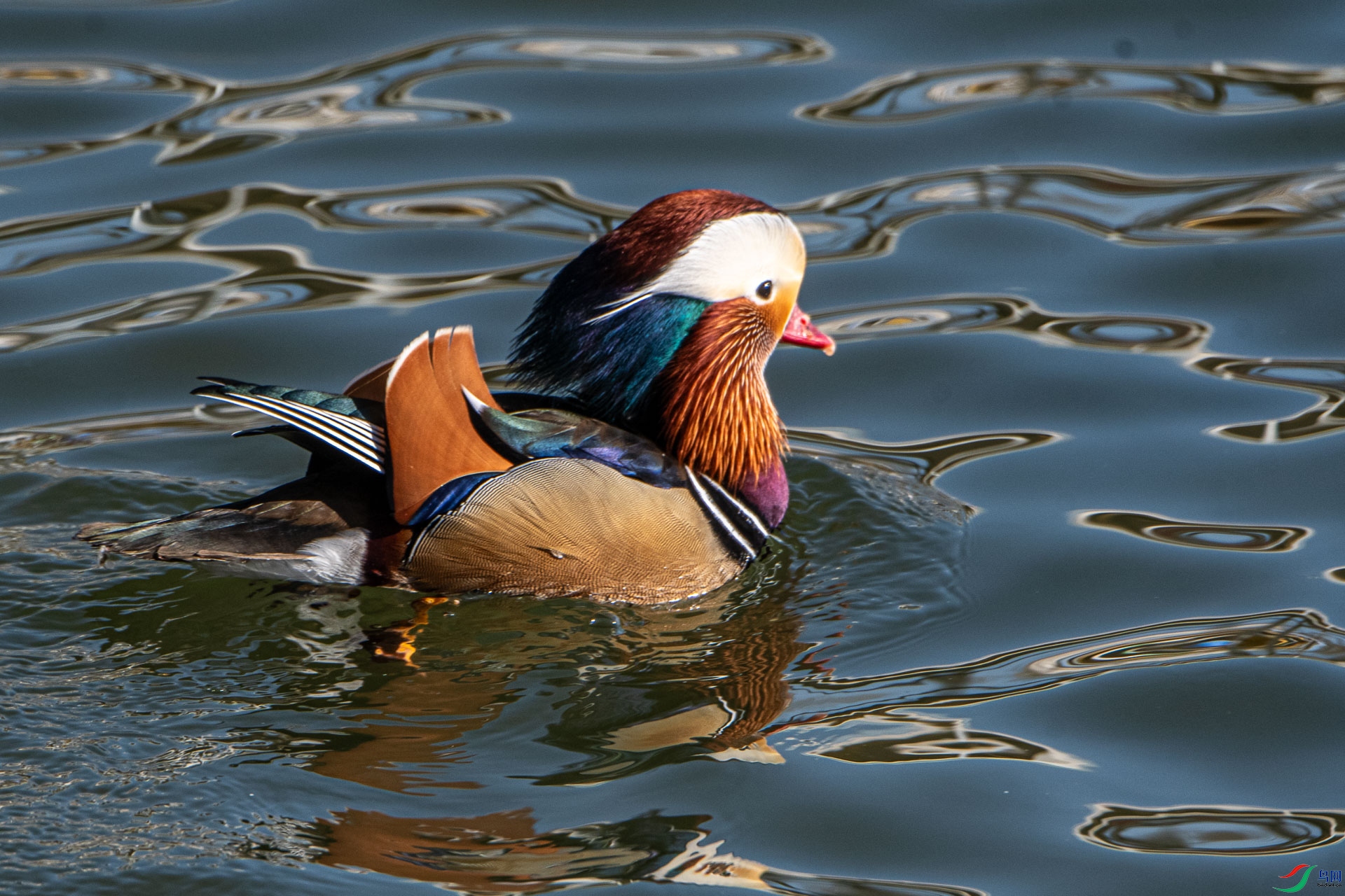 DSC_1966      .jpg
