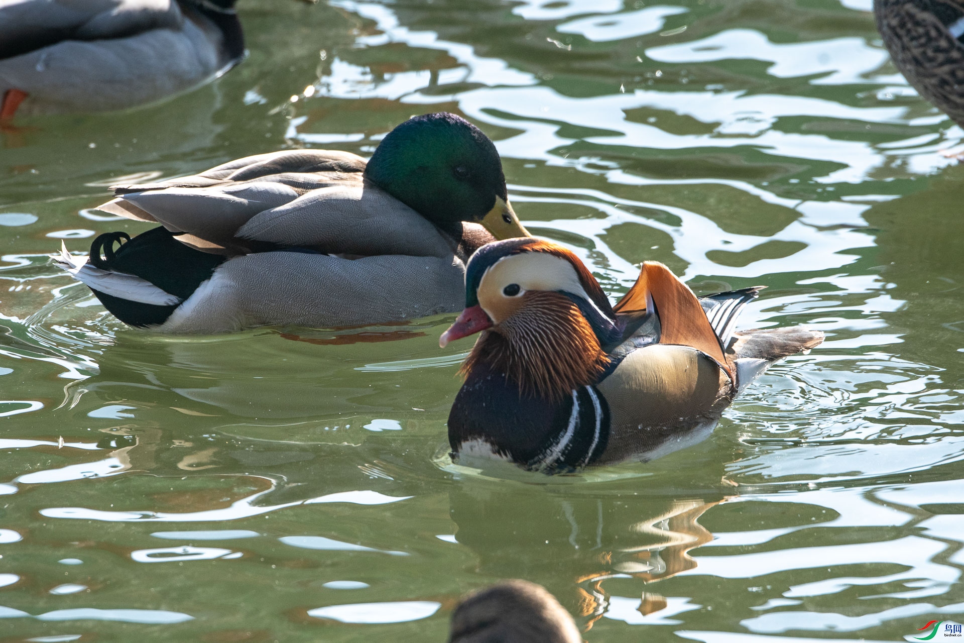DSC_2117      .jpg