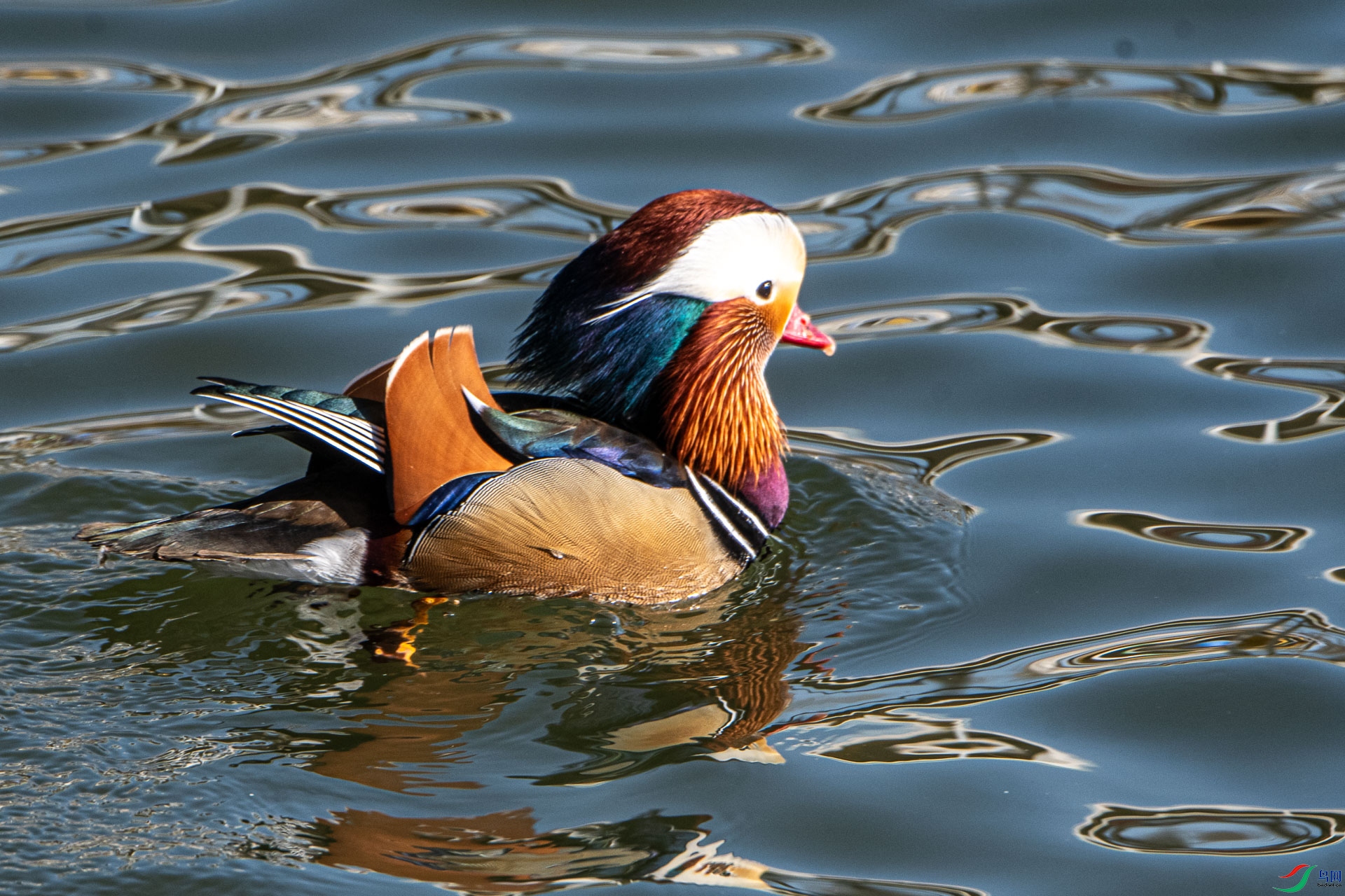 DSC_1966      _1.jpg