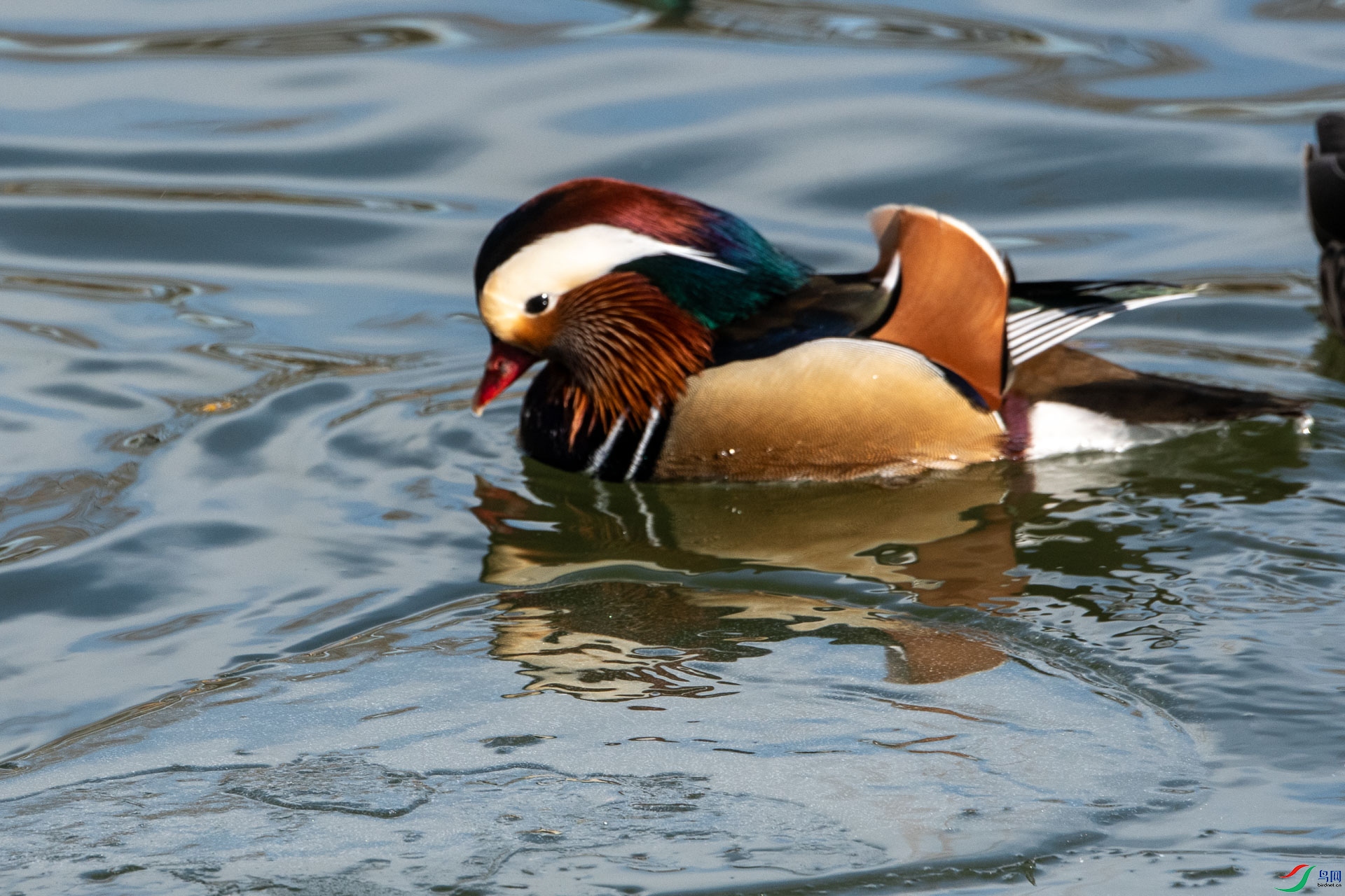 DSC_2185      .jpg