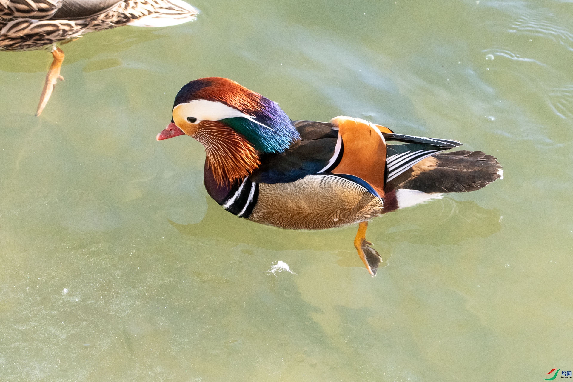 DSC_1955      _1.jpg