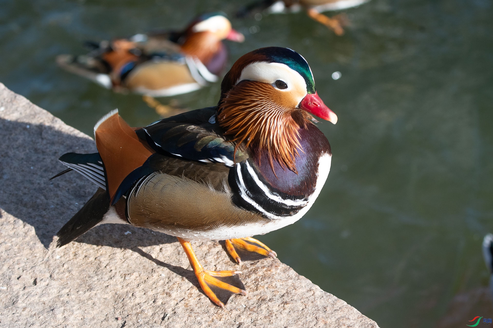 DSC_2431      .jpg