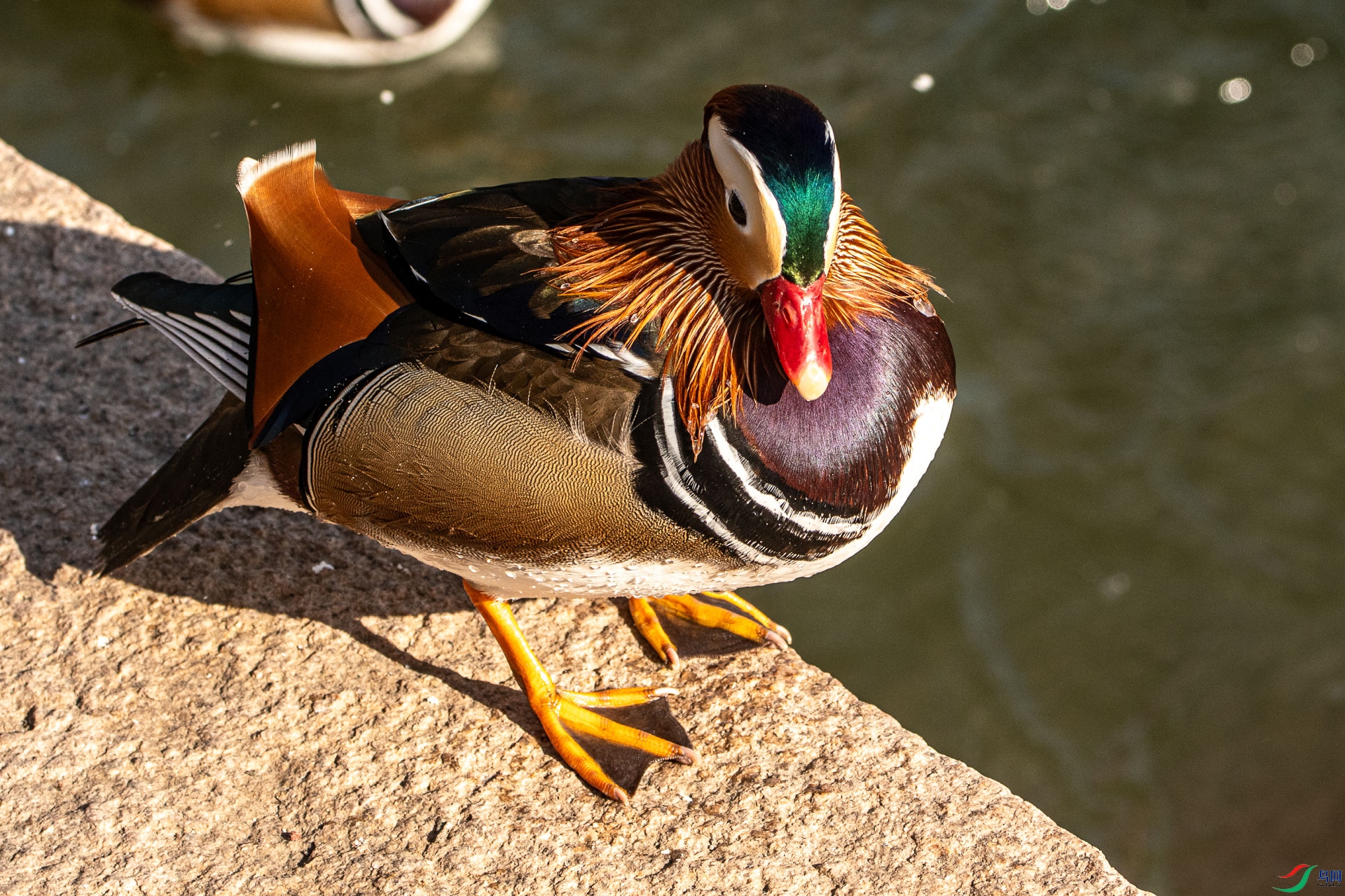 DSC_2439      .jpg