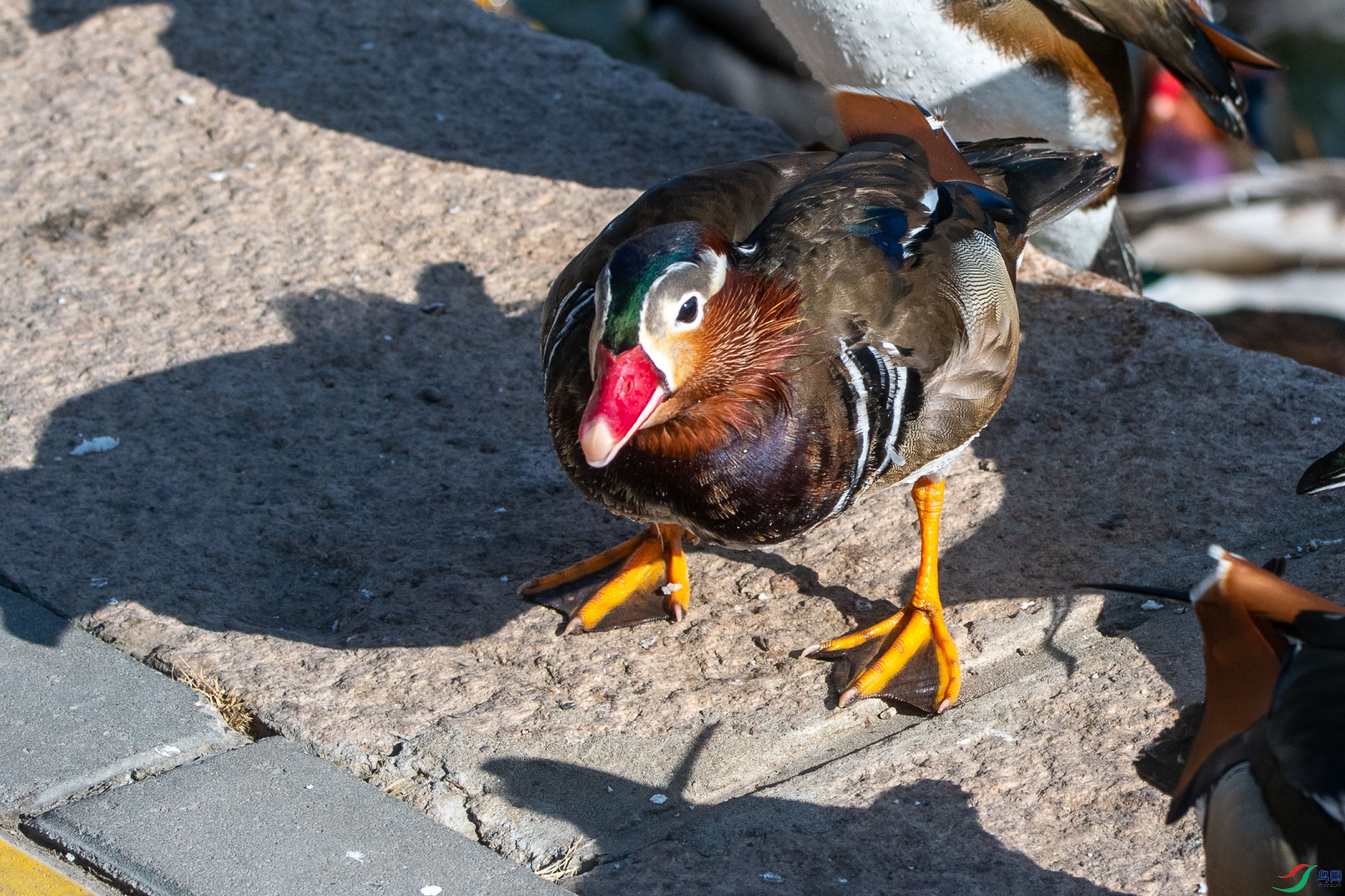 DSC_2457      .jpg