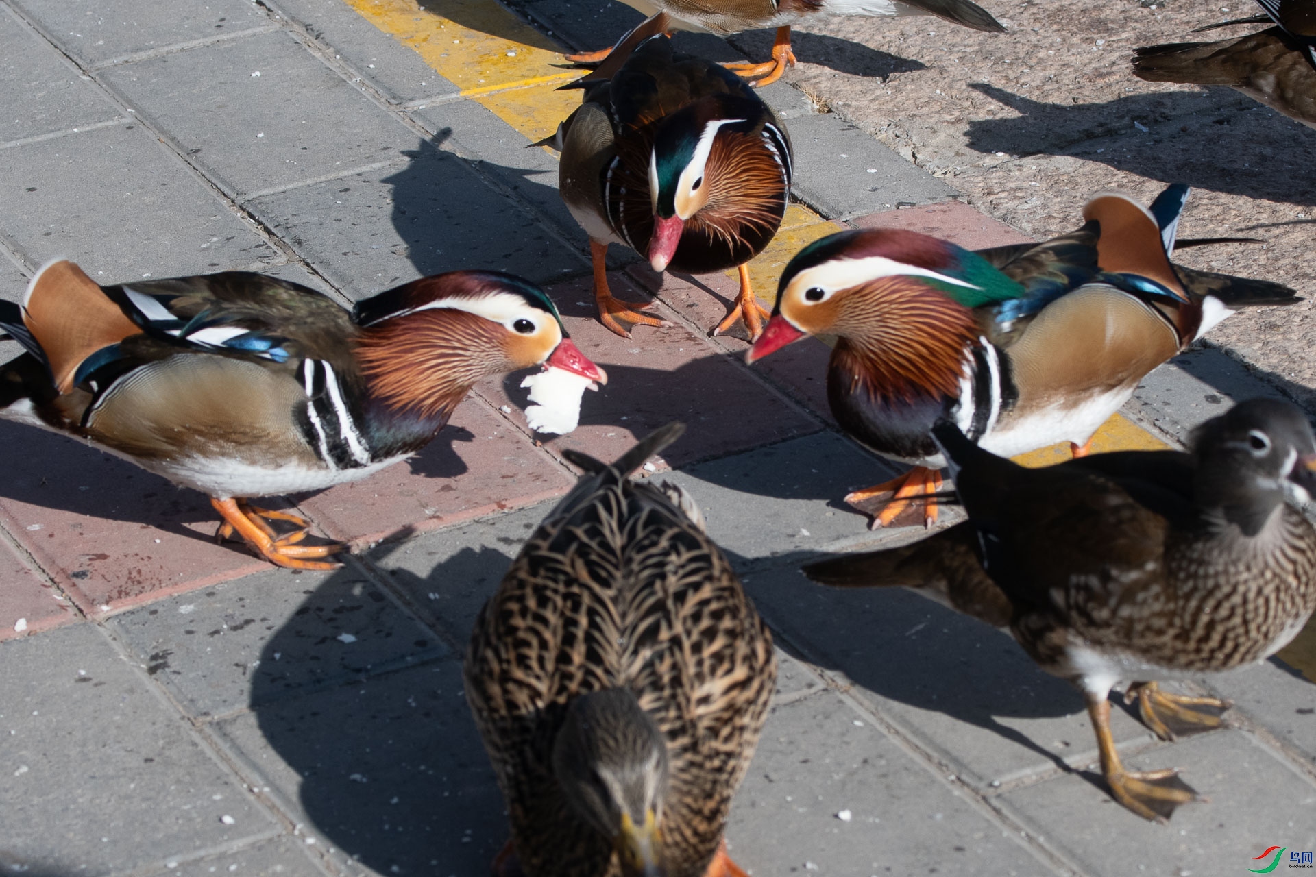 DSC_2491      .jpg