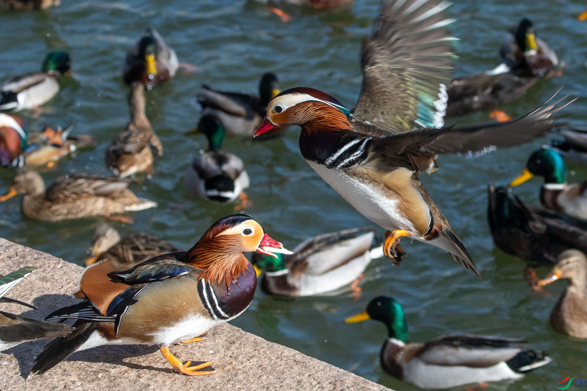 DSC_2476      .jpg