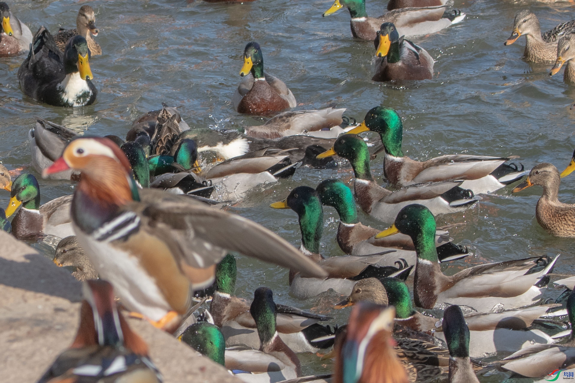 DSC_2488      .jpg