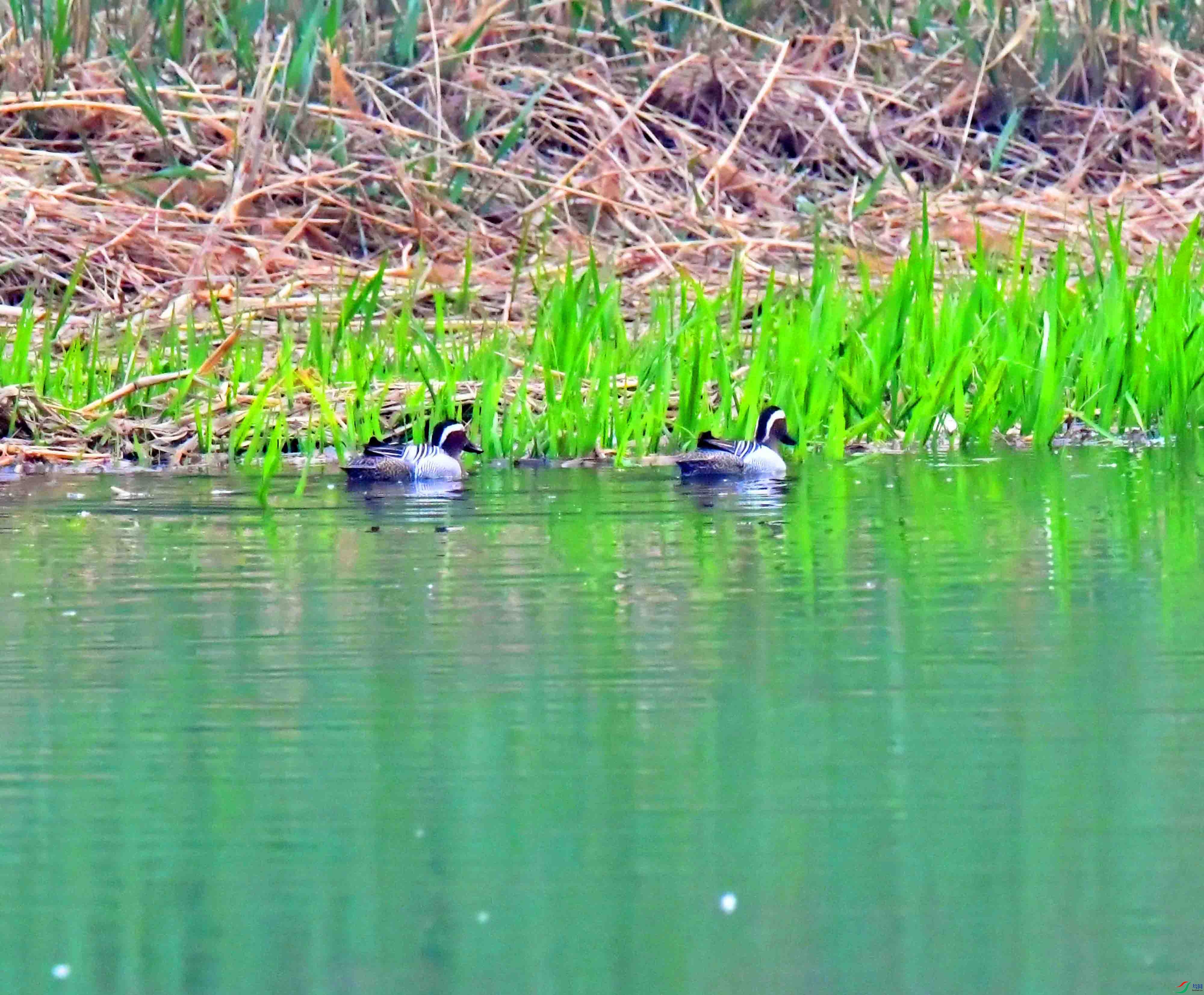 DSC_6615.JPG