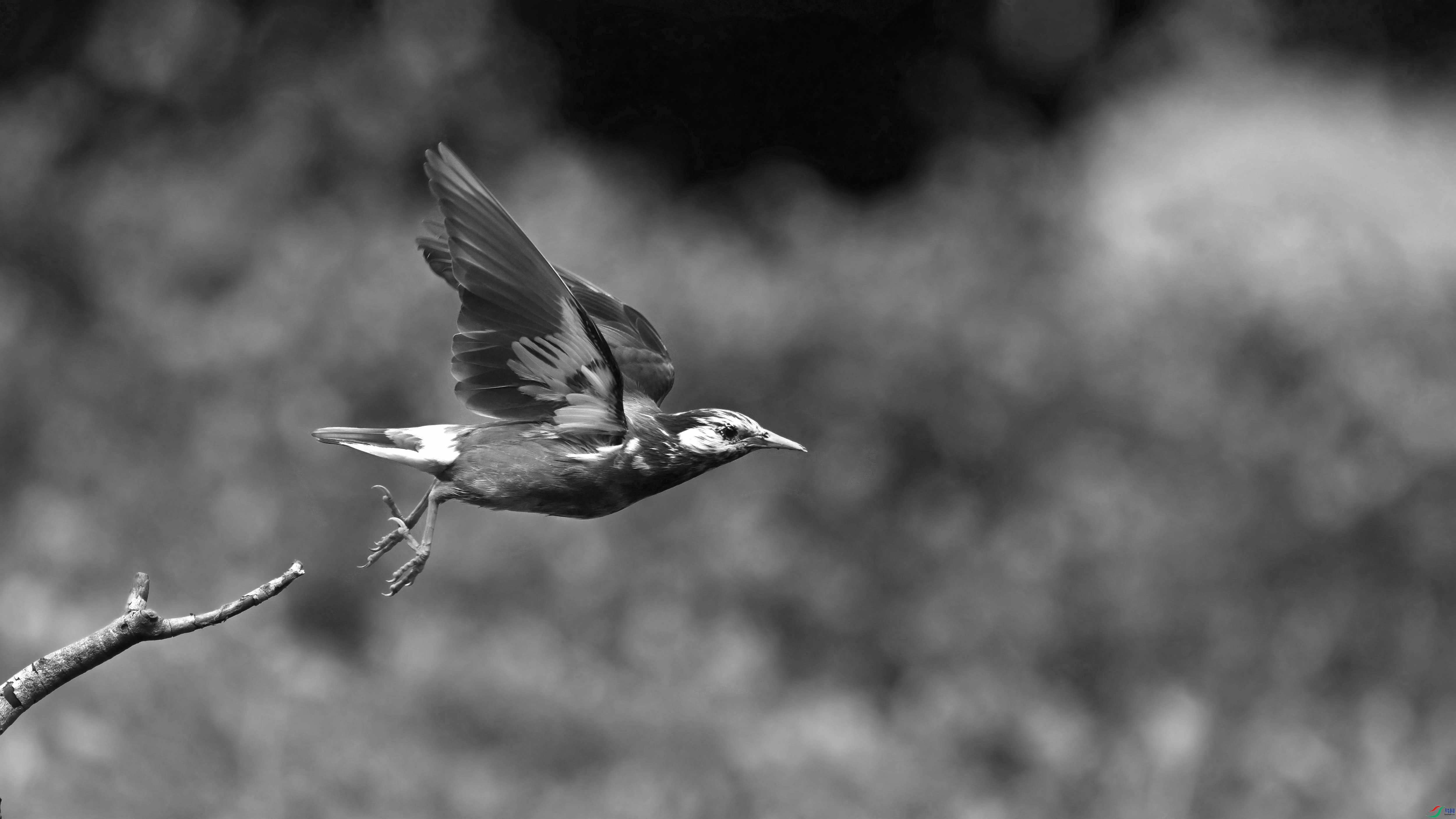 DSC_7387.JPG