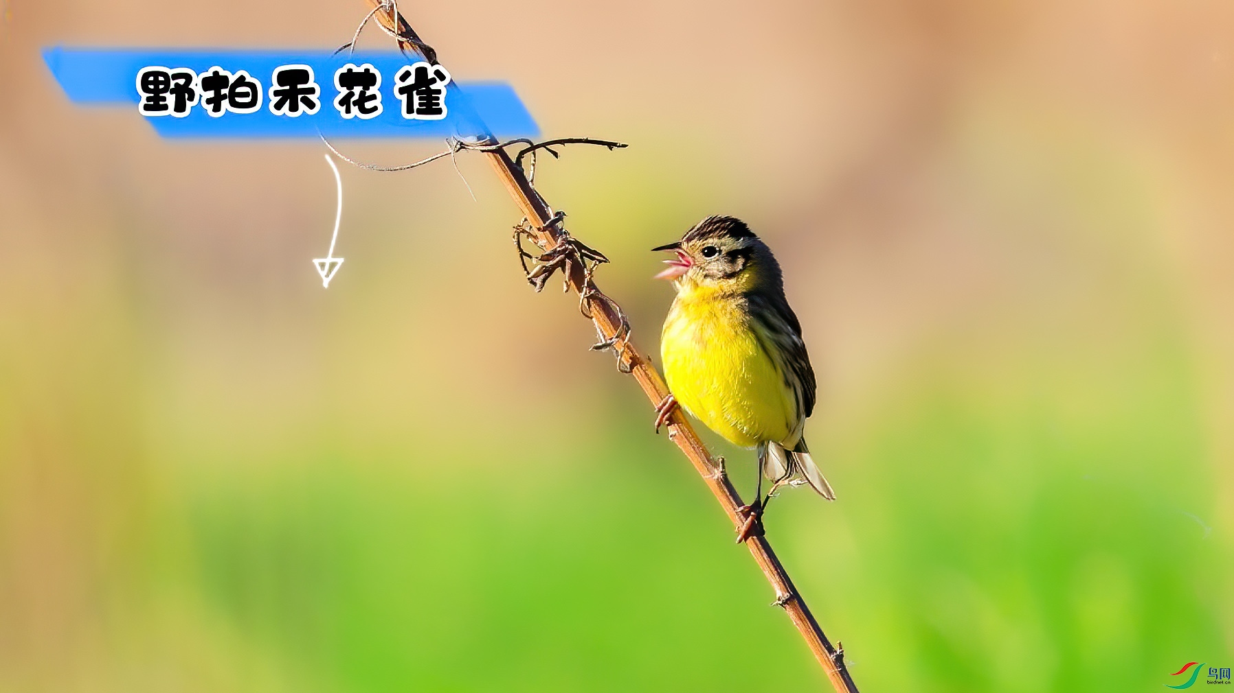 Ұ�ĺ̻�-���� ����.jpg