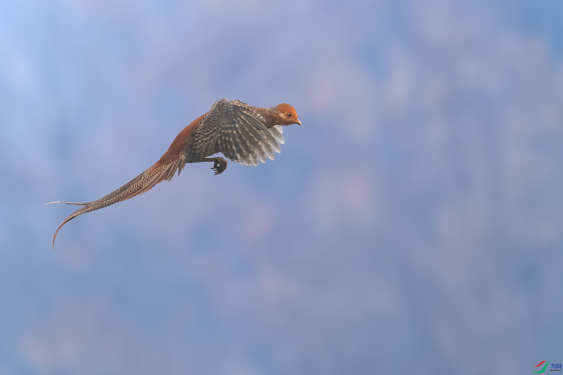 DSC_7516_DxOa.jpg