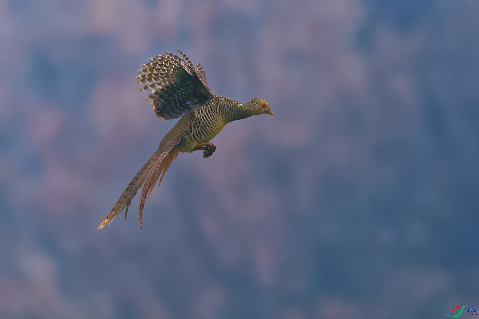 5DSC_7531_DxOa.jpg