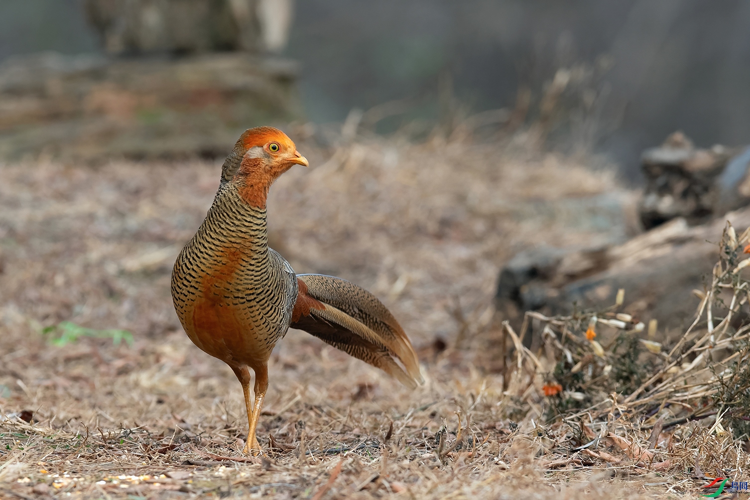 4DSC_8266_DxOa.jpg