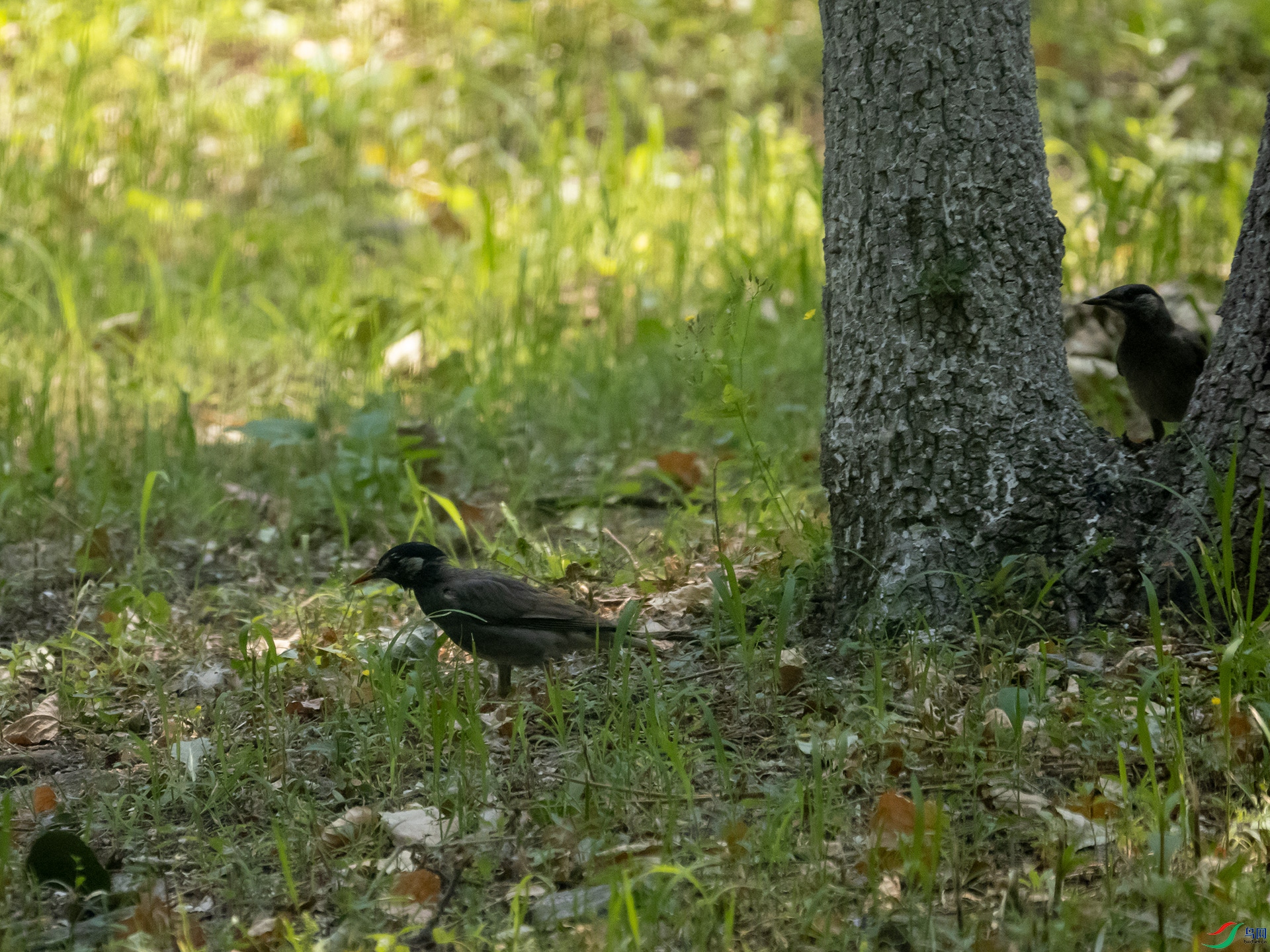 P6132650.jpg