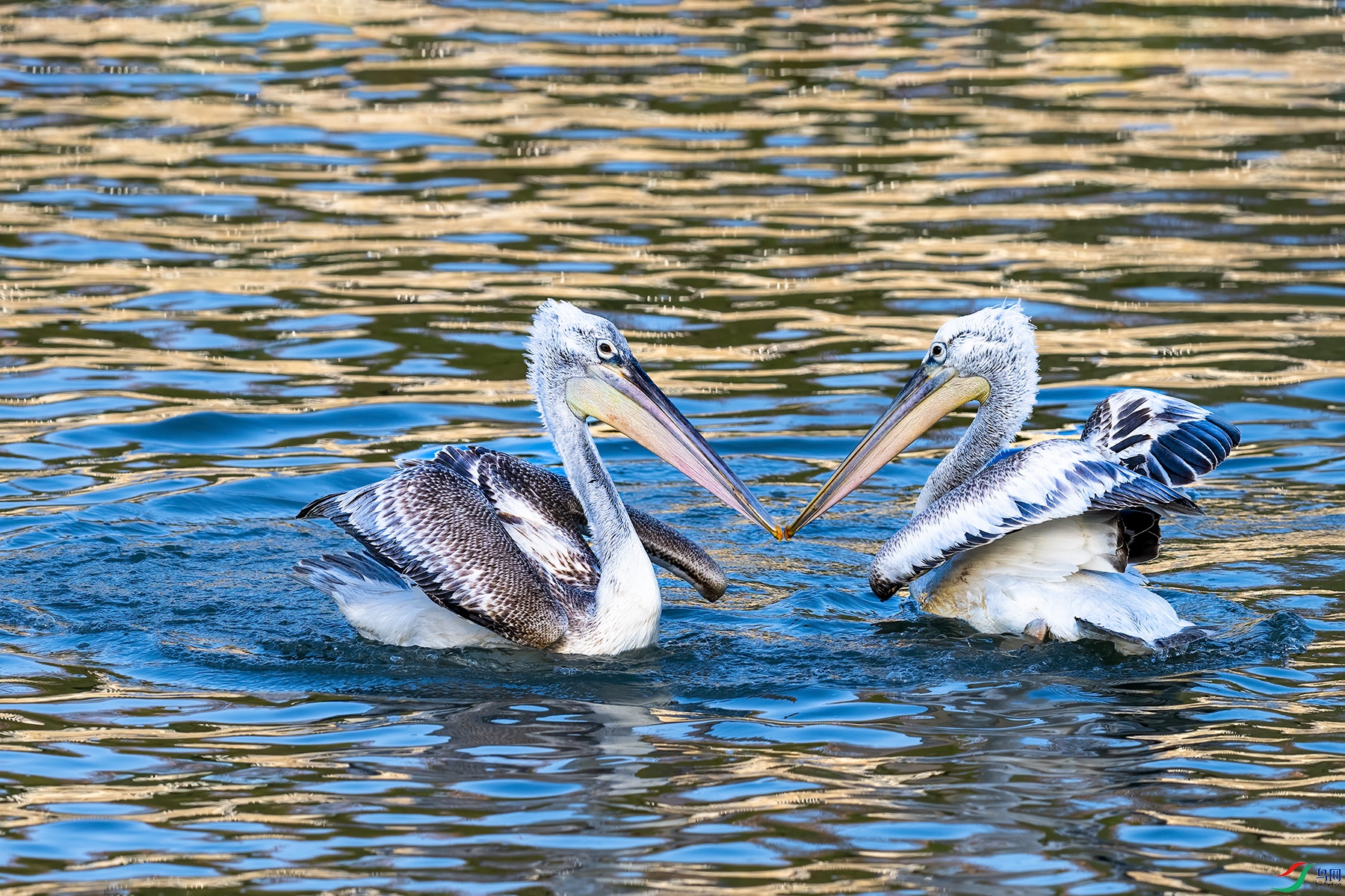 DSC_0130.jpg