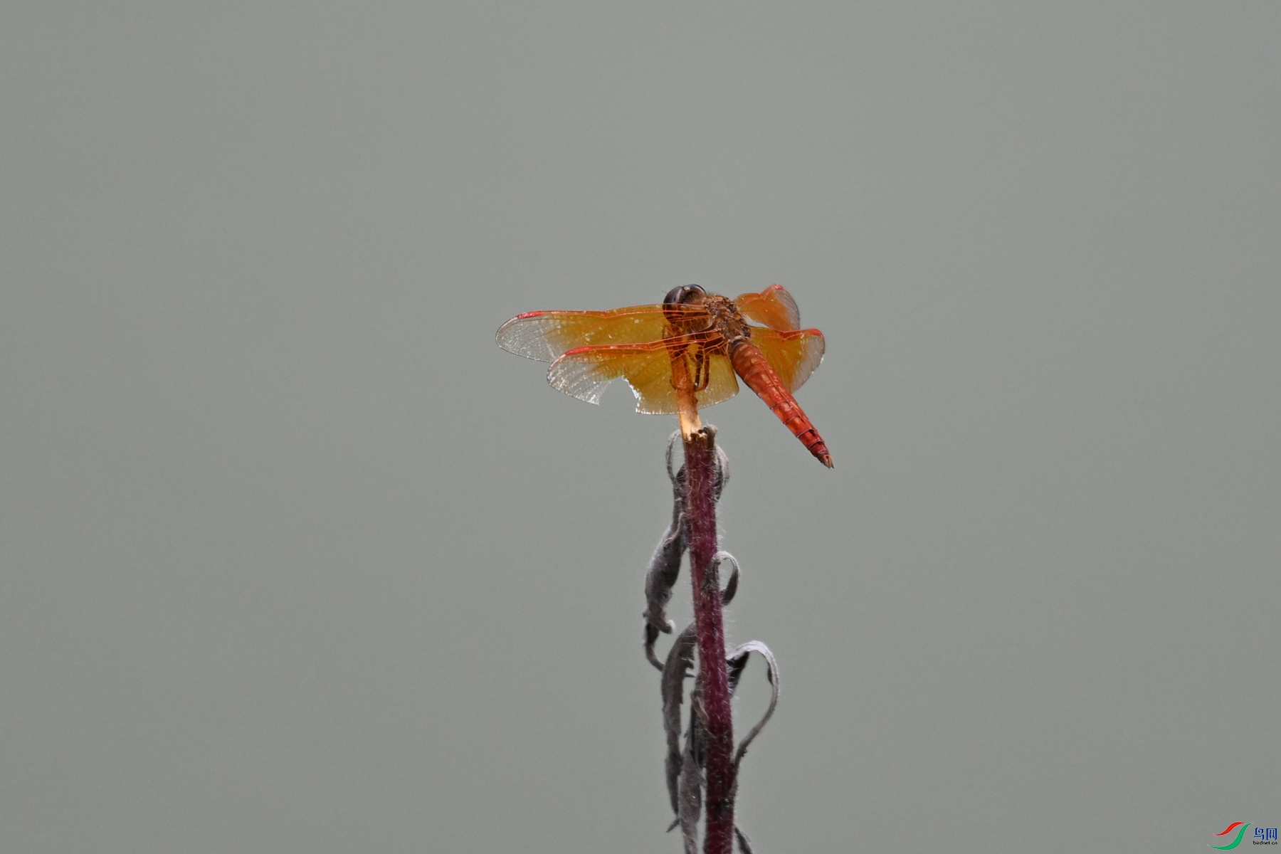 DSC_2063.JPG