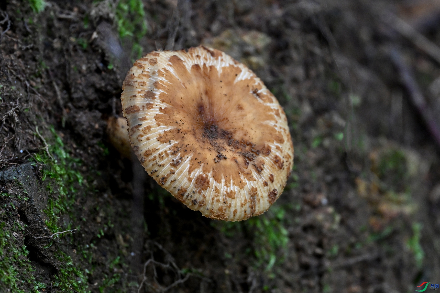 DSC_2087.JPG