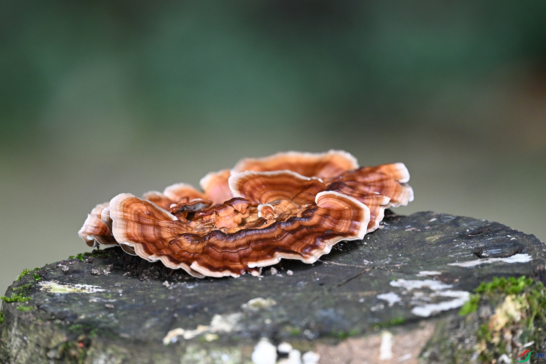 DSC_2090.JPG