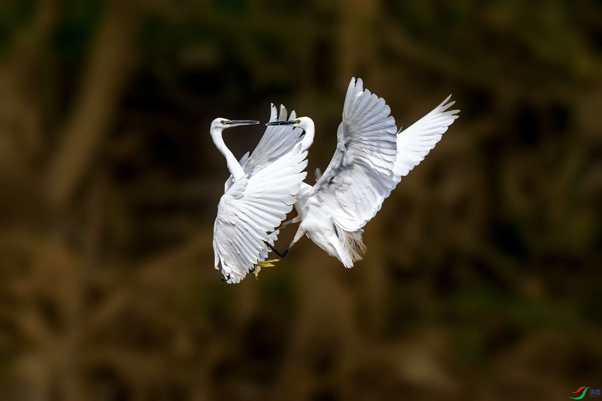 DSC_7510v.jpg
