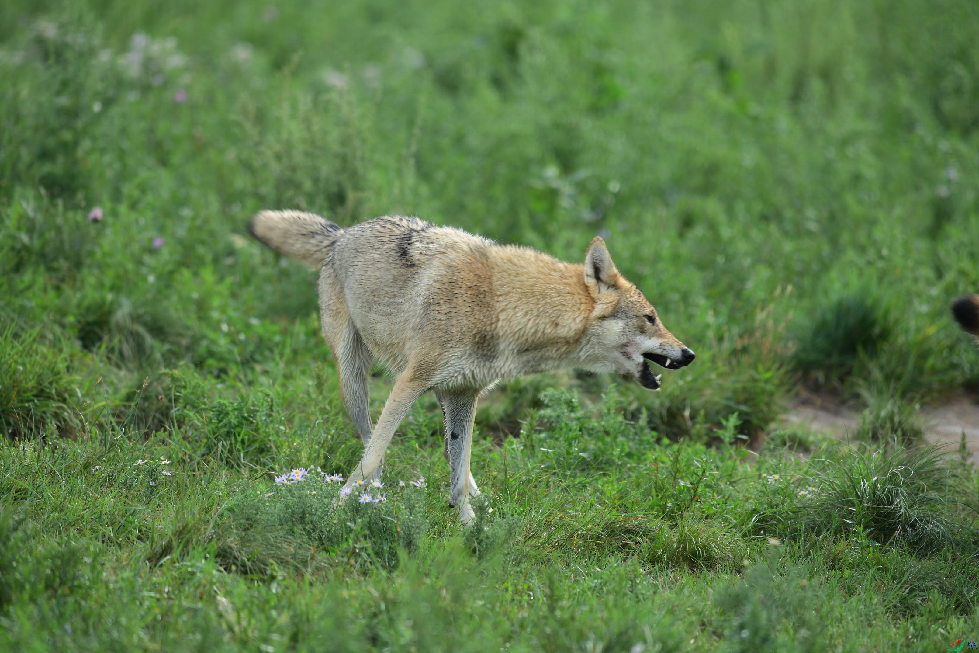 DSC_1545.JPG