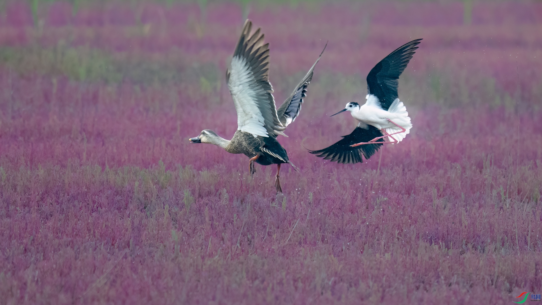 DSC_7422sen2026-6-10-24-�༭-4.jpg
